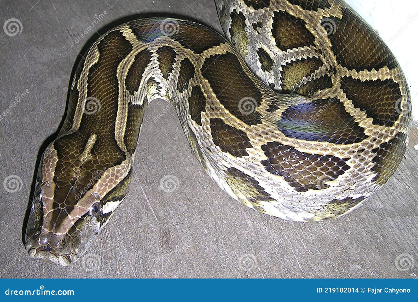 Industrialiseren Blauwdruk Armoedig Aziatische Rots - Python Molurus - Slang Stock Foto - Image of krokodil,  birmaans: 219102014