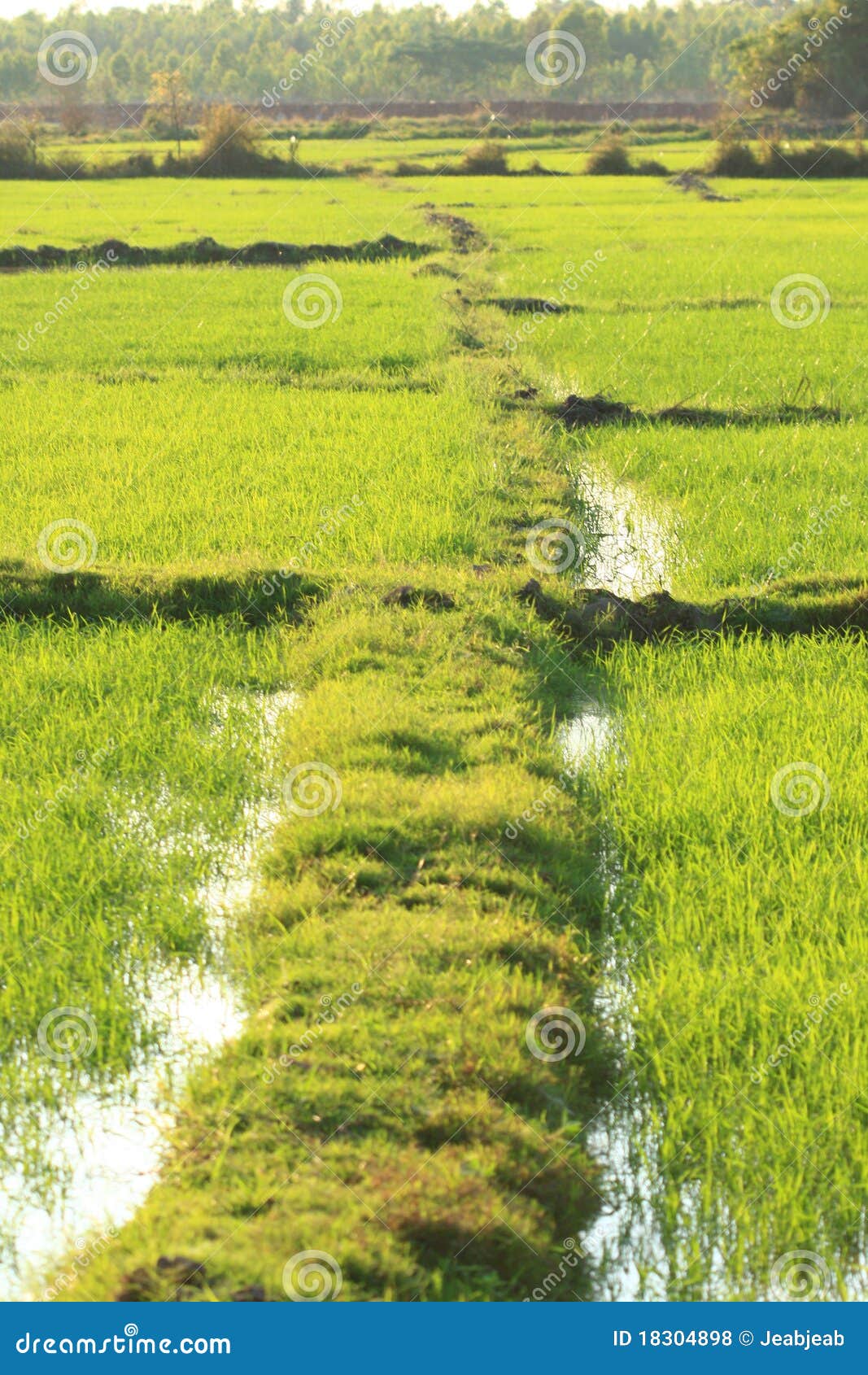 Azienda agricola del riso in paese tailandese