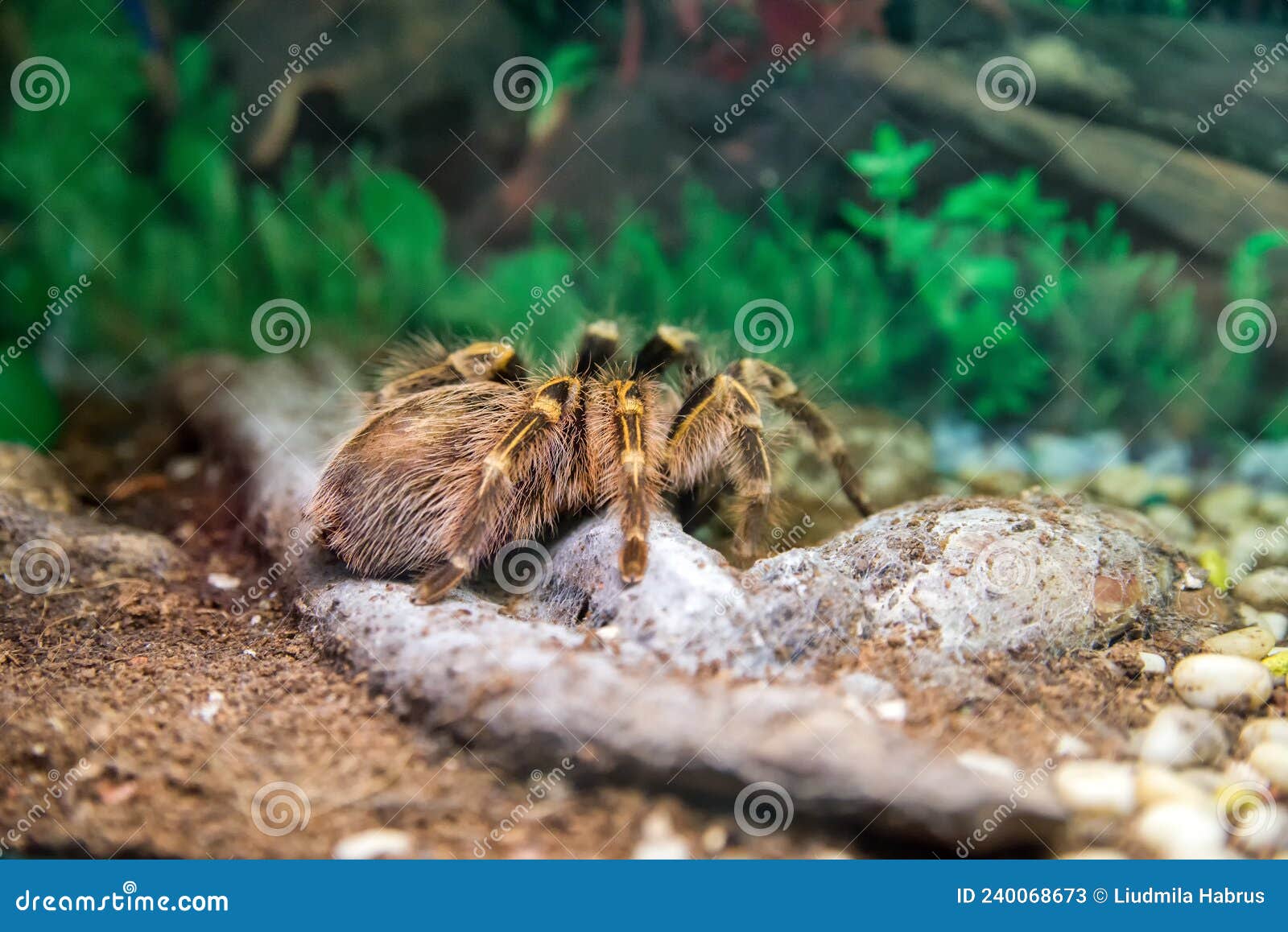 Azilian spider tarantula stock image. Image of white - 240068673