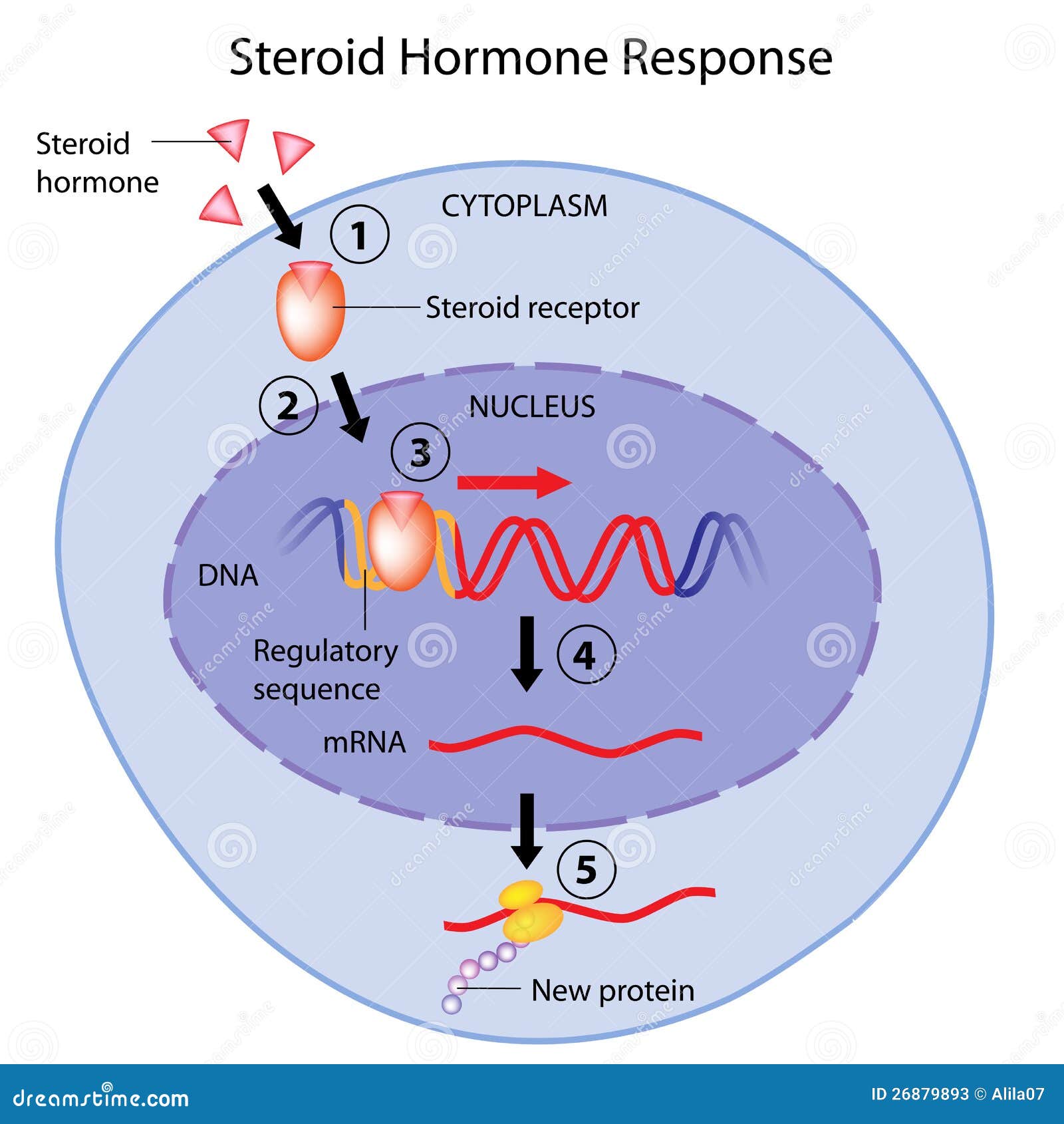 La guida completa per comprendere la steroidi nelle proteine