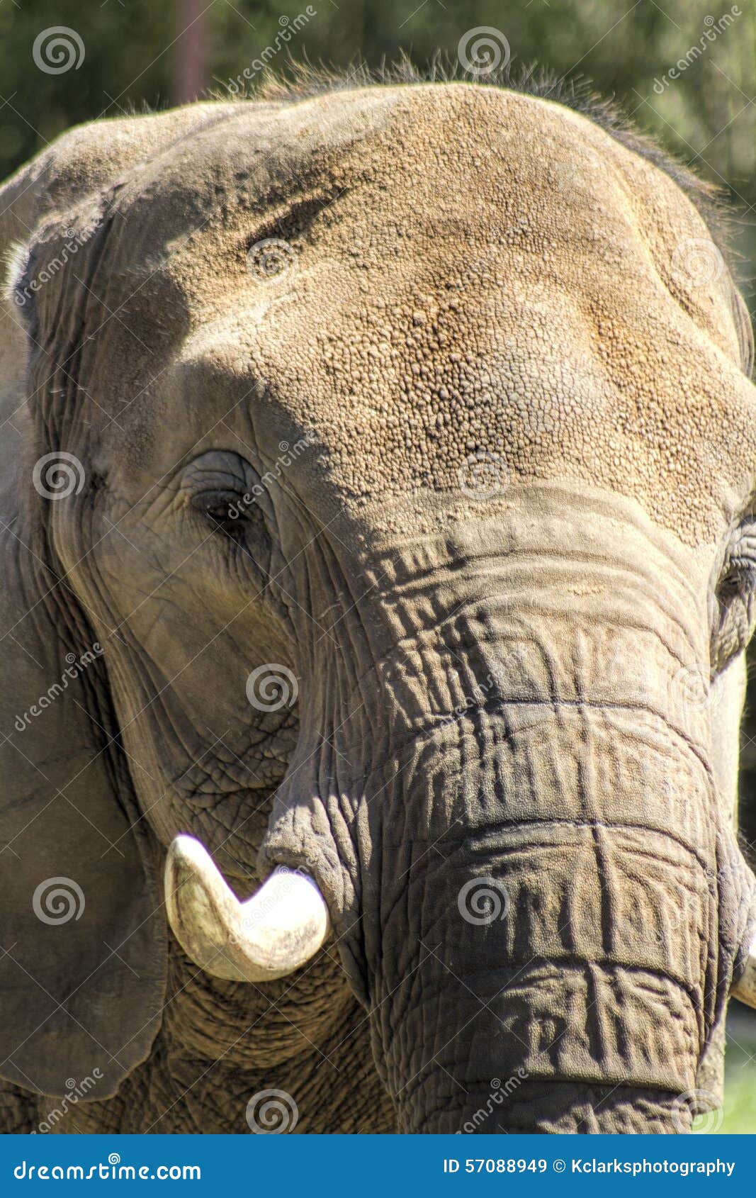 Azjatycki Pachyderm słonia zbliżenie 2. Azjatycki słoń, Elephas maximus z wielkimi kłami