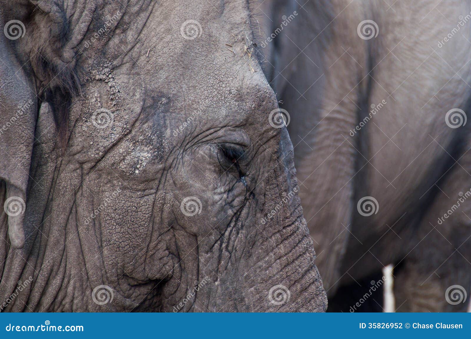 Azjatyckiego słonia zakończenie up. Asain słonia zakończenie up na stronie twarz & ucho