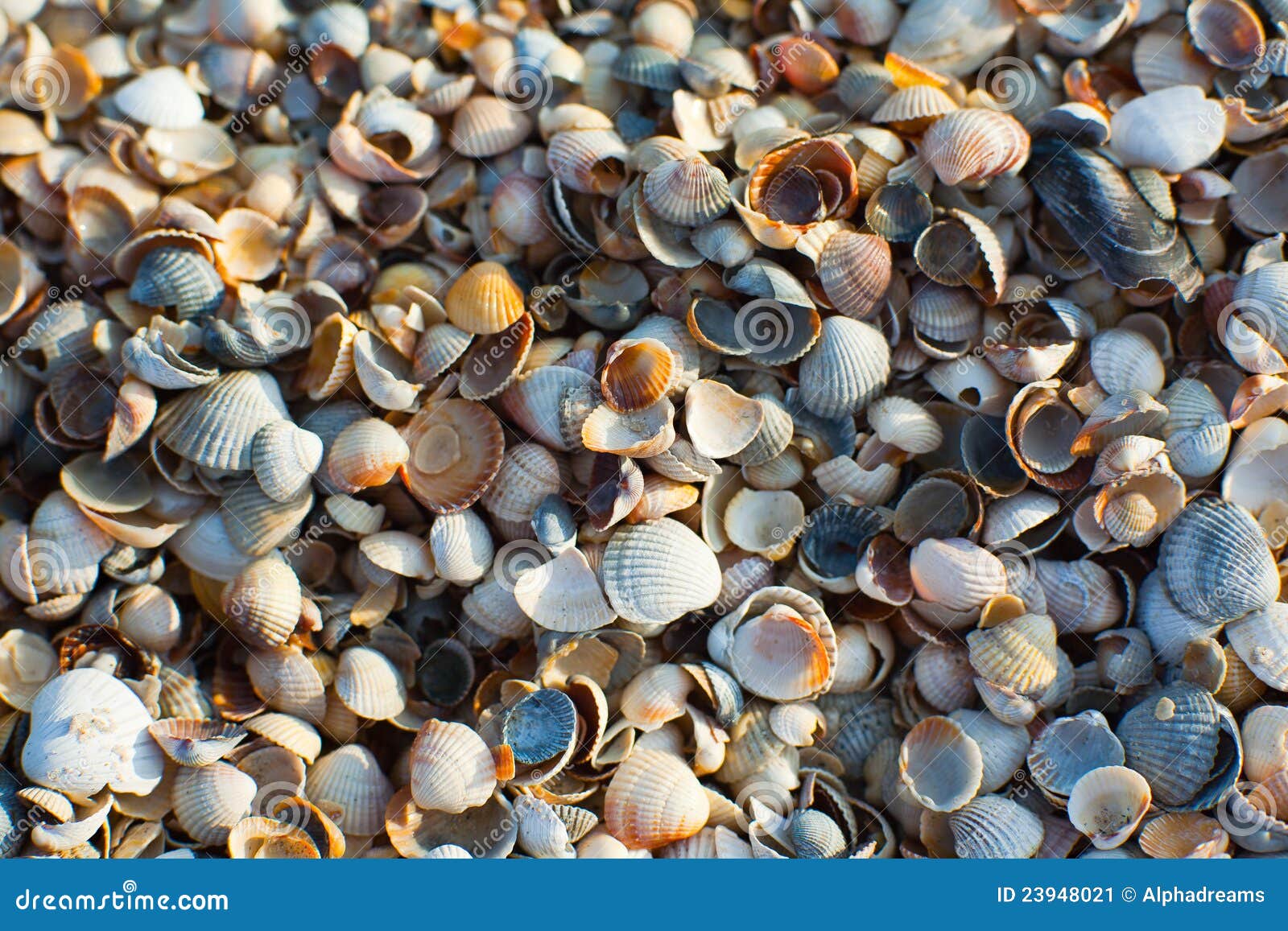 azov seashells at sunset