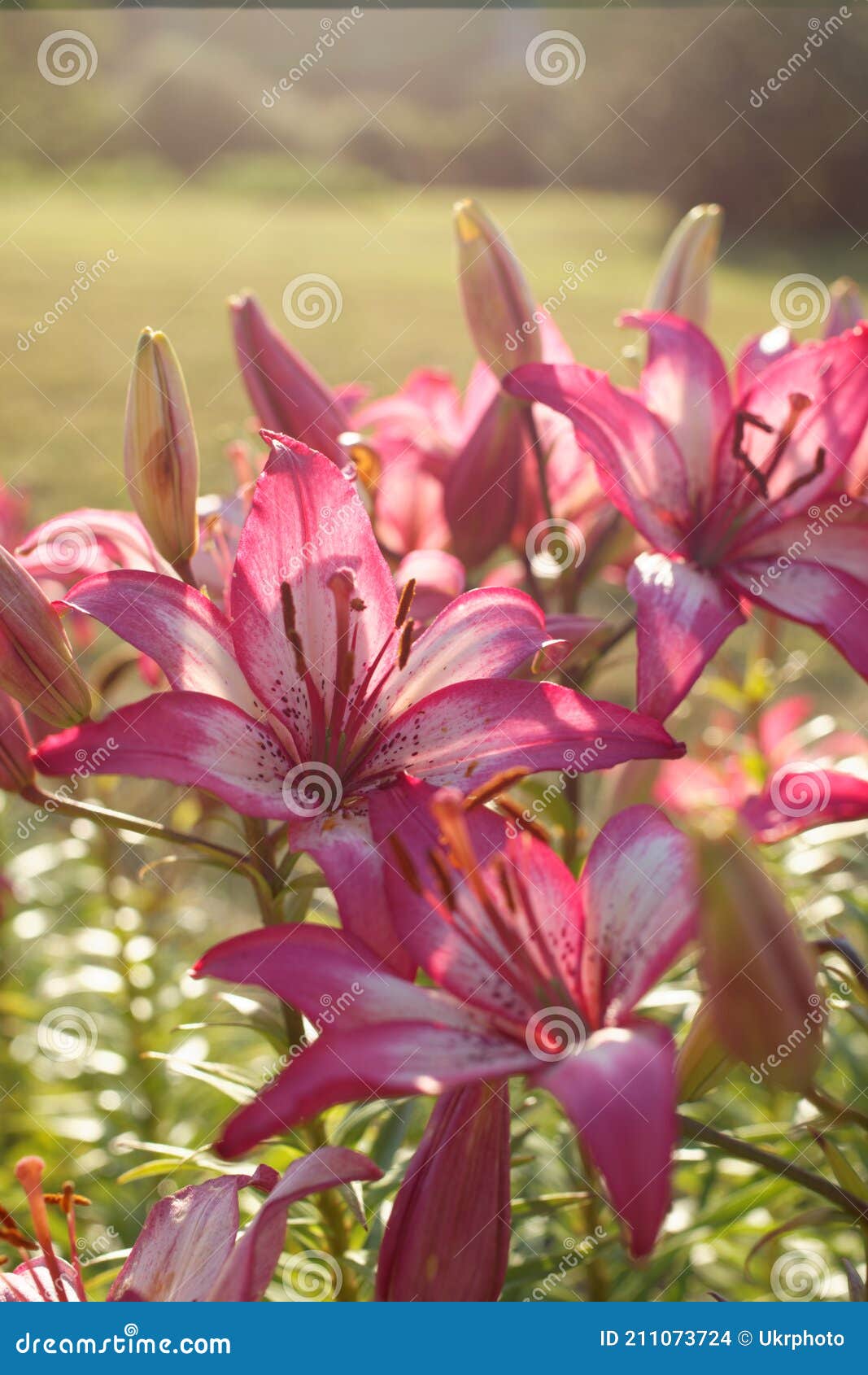 Azucenas Rosas En Un Jardín Foto de archivo - Imagen de hermoso, floral:  211073724