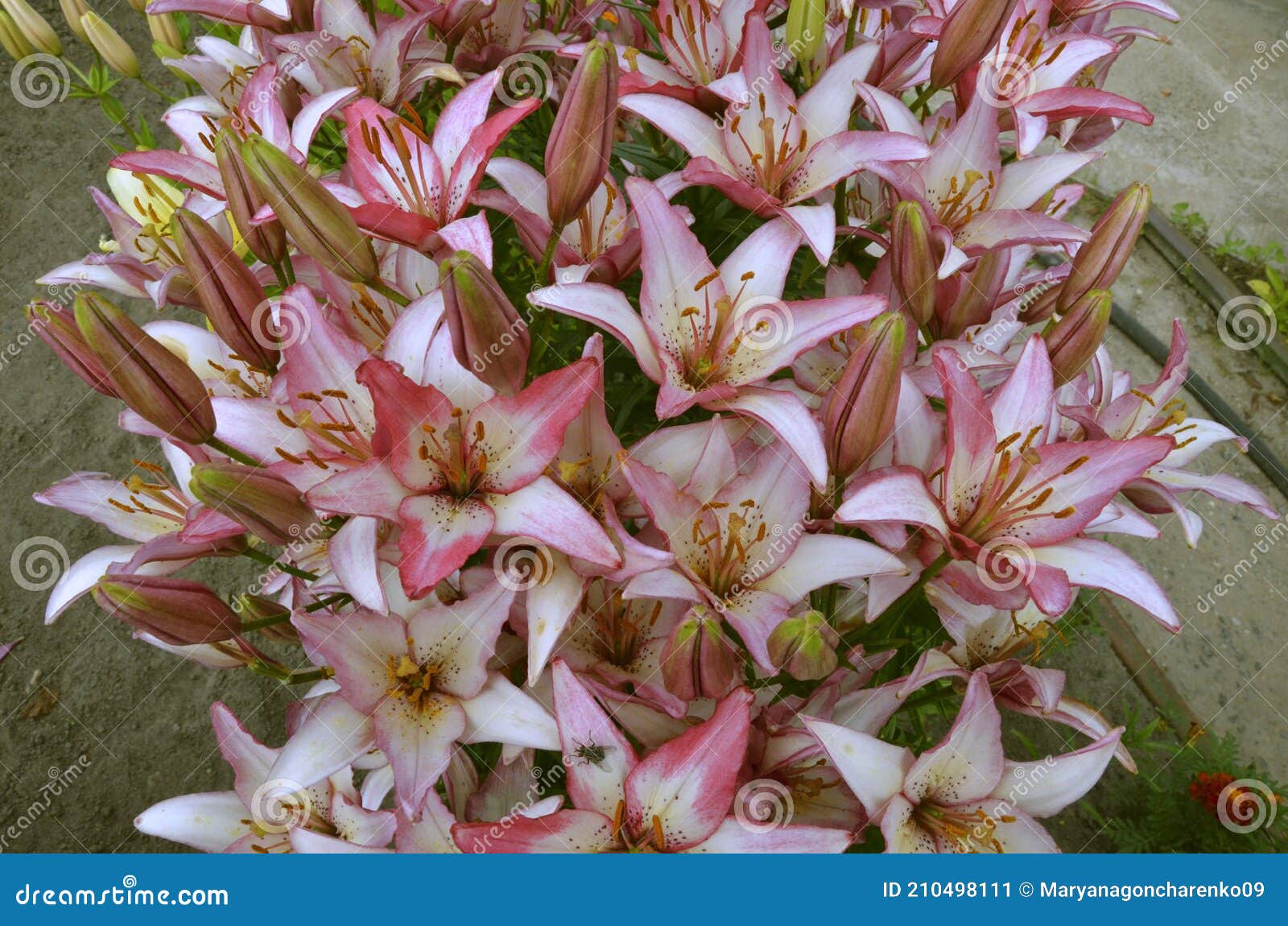 Azucenas Rosas Y Blancas En El Jardín En Rusia En La Región De Tver Imagen  de archivo - Imagen de indiferente, imposible: 210498111