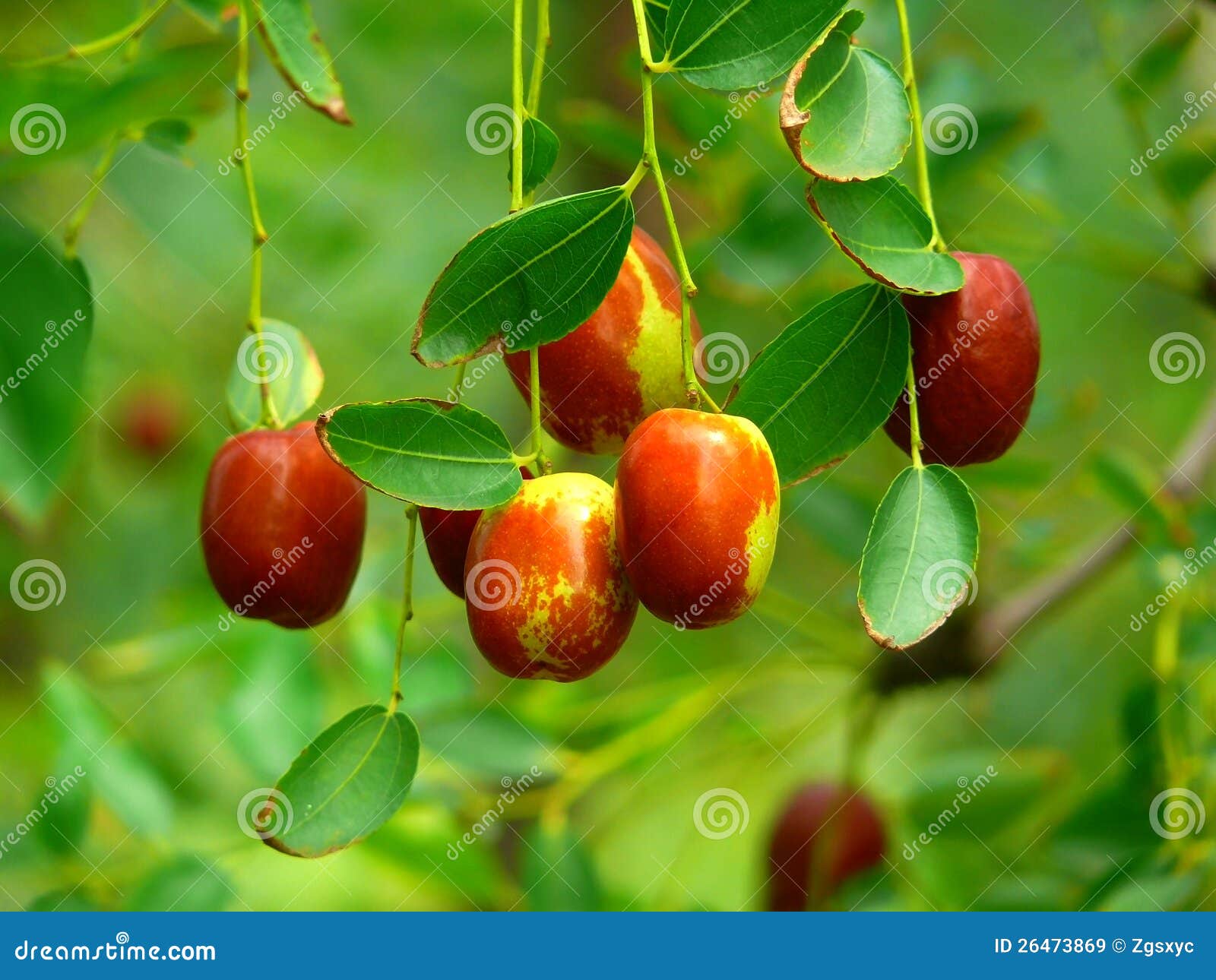 Azufaifa imagen de archivo. Imagen de azufaifa, verde - 26473869