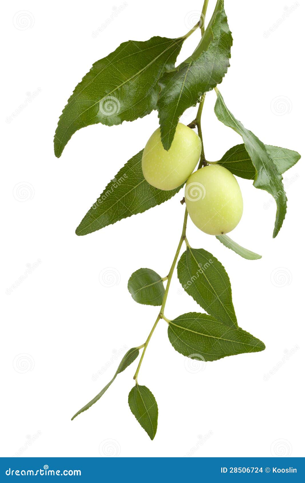 Azufaifa en el árbol foto de archivo. Imagen de nadie - 28506724