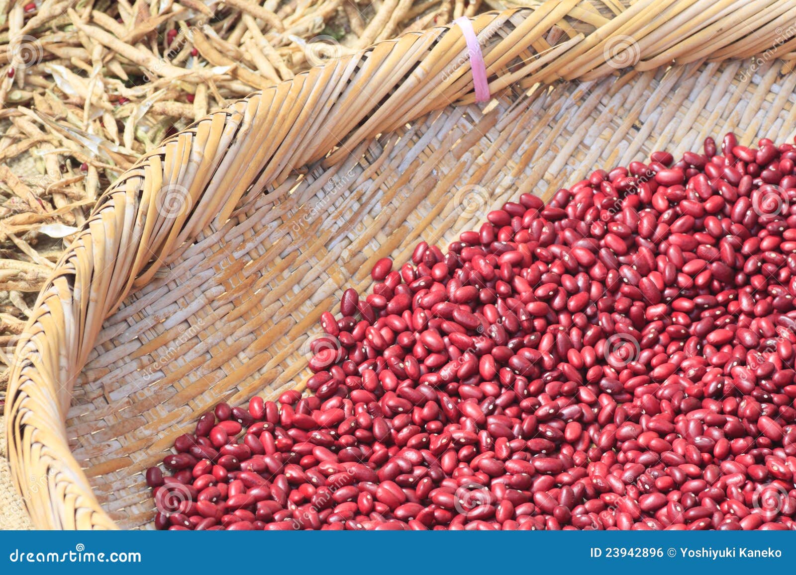 Azuki Bean , Red Bean stock photo. Image of vegetarian 23942896