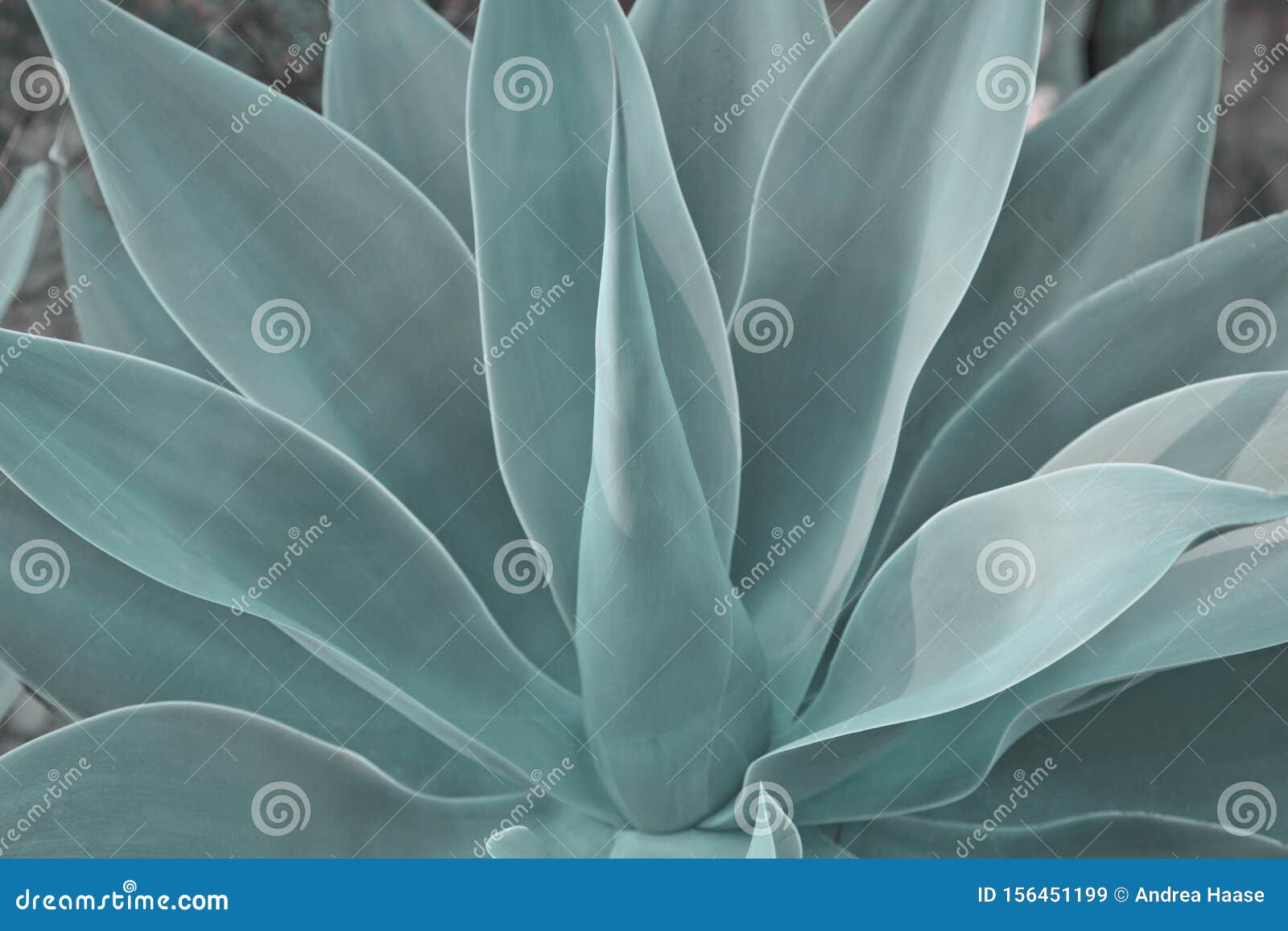azul agave plant close up