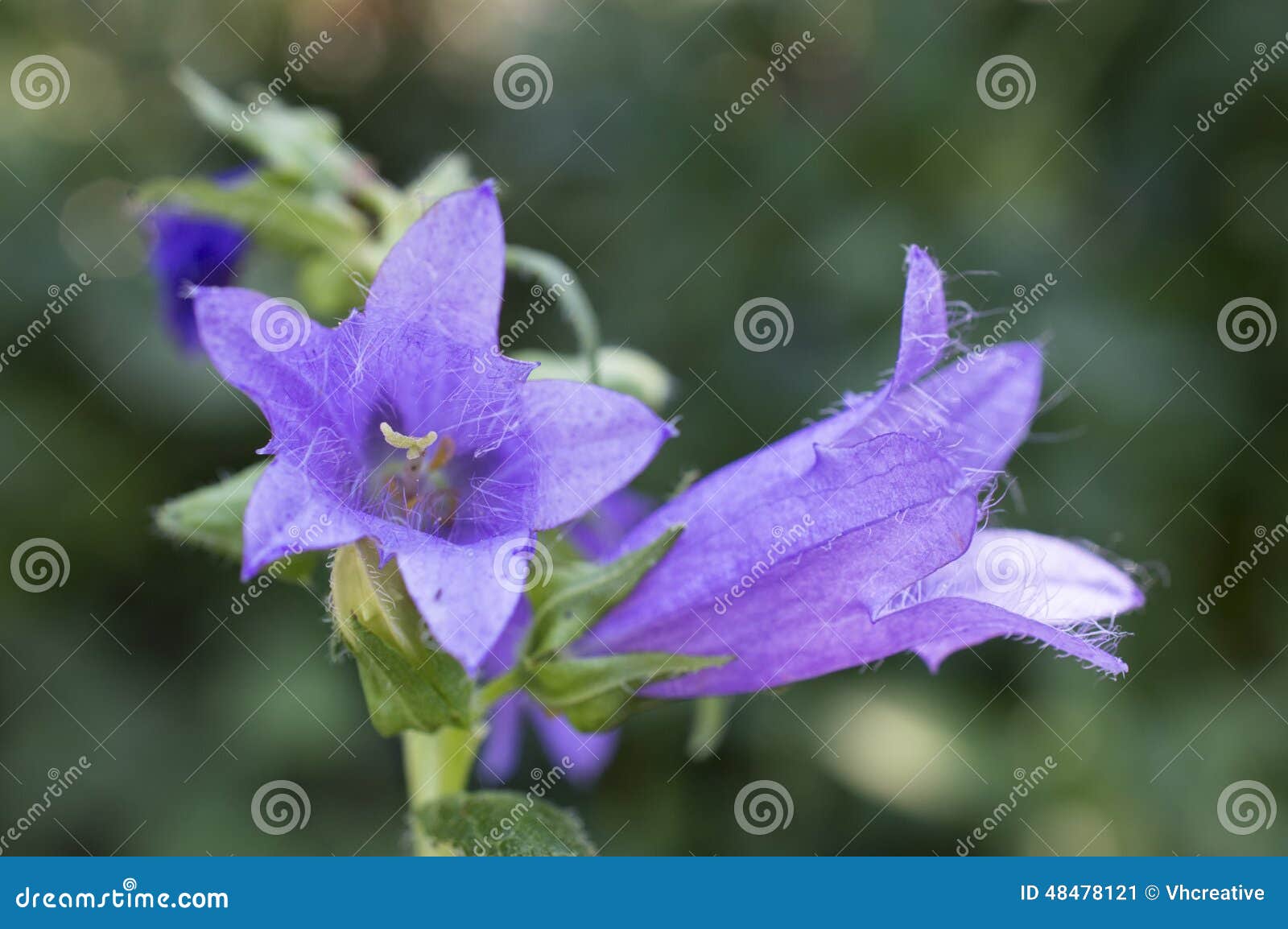 Azul - bellflowers púrpuras (campánula). Bellflowers púrpuras azules (alpina) de la campánula - primer de la campana-flor r o