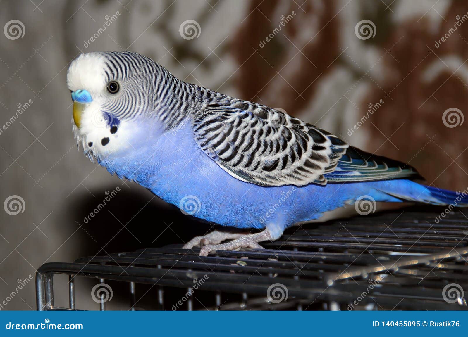 Periquito Australiano Engraçado Papagaio De Budgie Que Senta-se Na Corda E  Nos Jogos Foto de Stock - Imagem de casa, brinquedo: 109204718