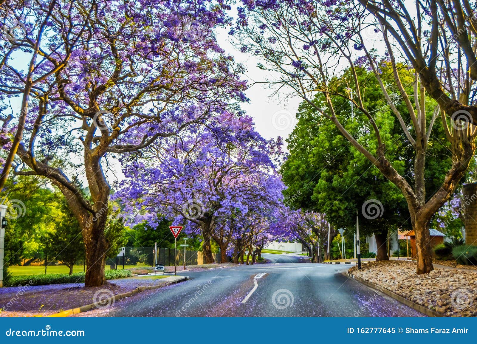 Azul-roxo Jacaranda Mimosifolia Floresceu Nas Ruas De Joanesburgo Durante a  Primavera Em Outubro Na África Do Sul Imagem de Stock - Imagem de  florescer, mola: 162777645