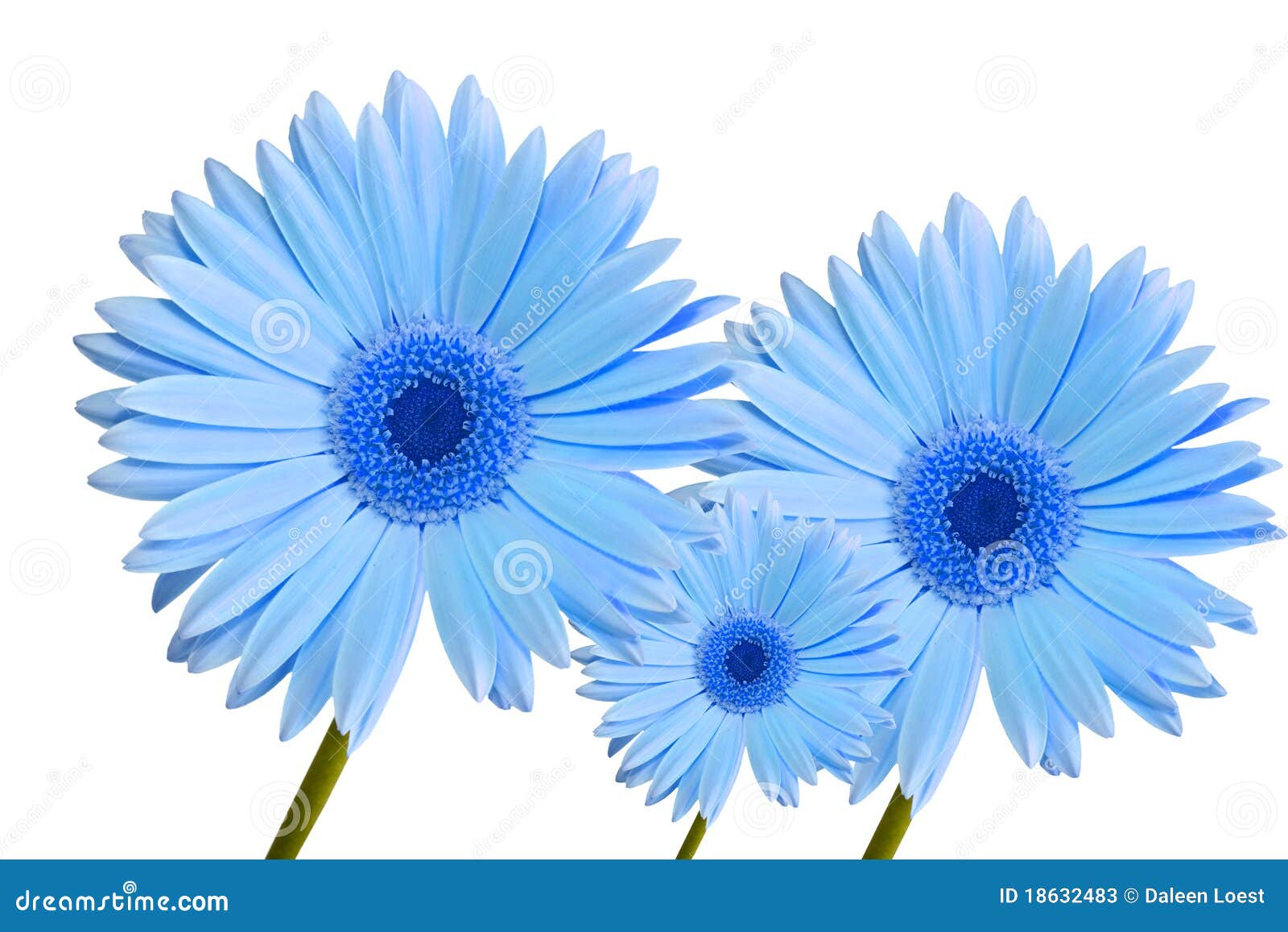 Azul Tres De La Margarita Del Gerbera Fotos de stock - Fotos libres de  regalías de Dreamstime