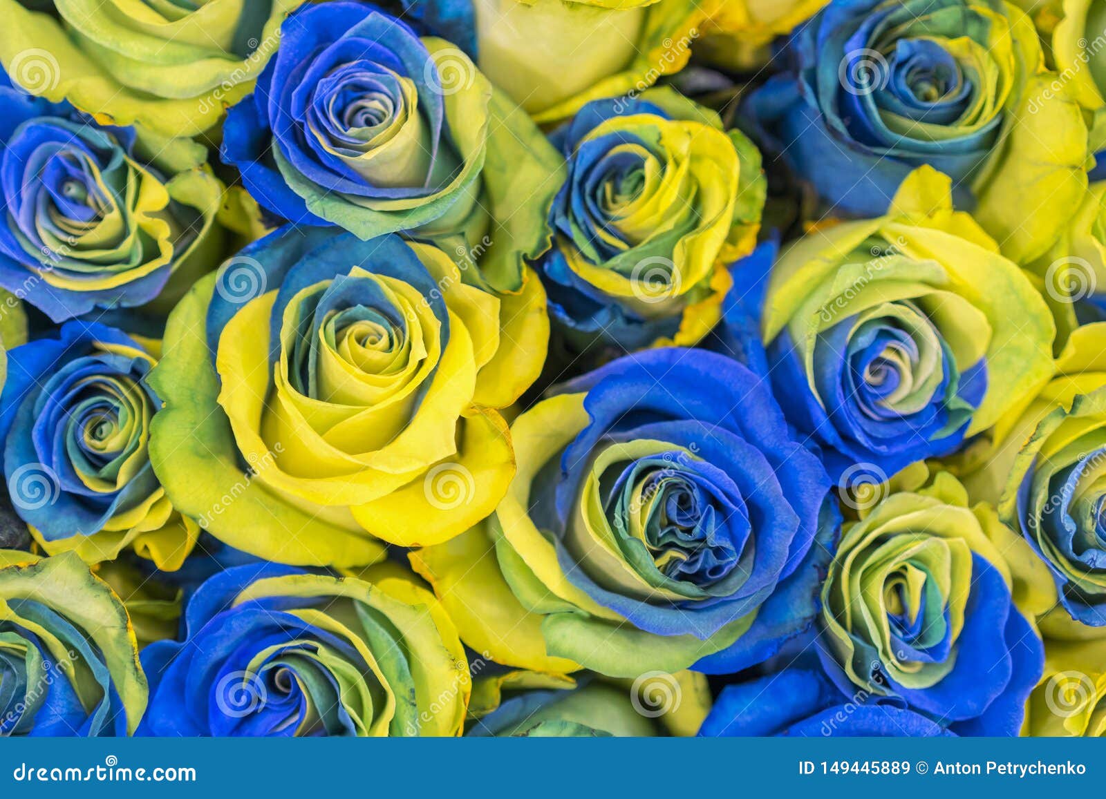 Details 100 rosas amarillas y azules