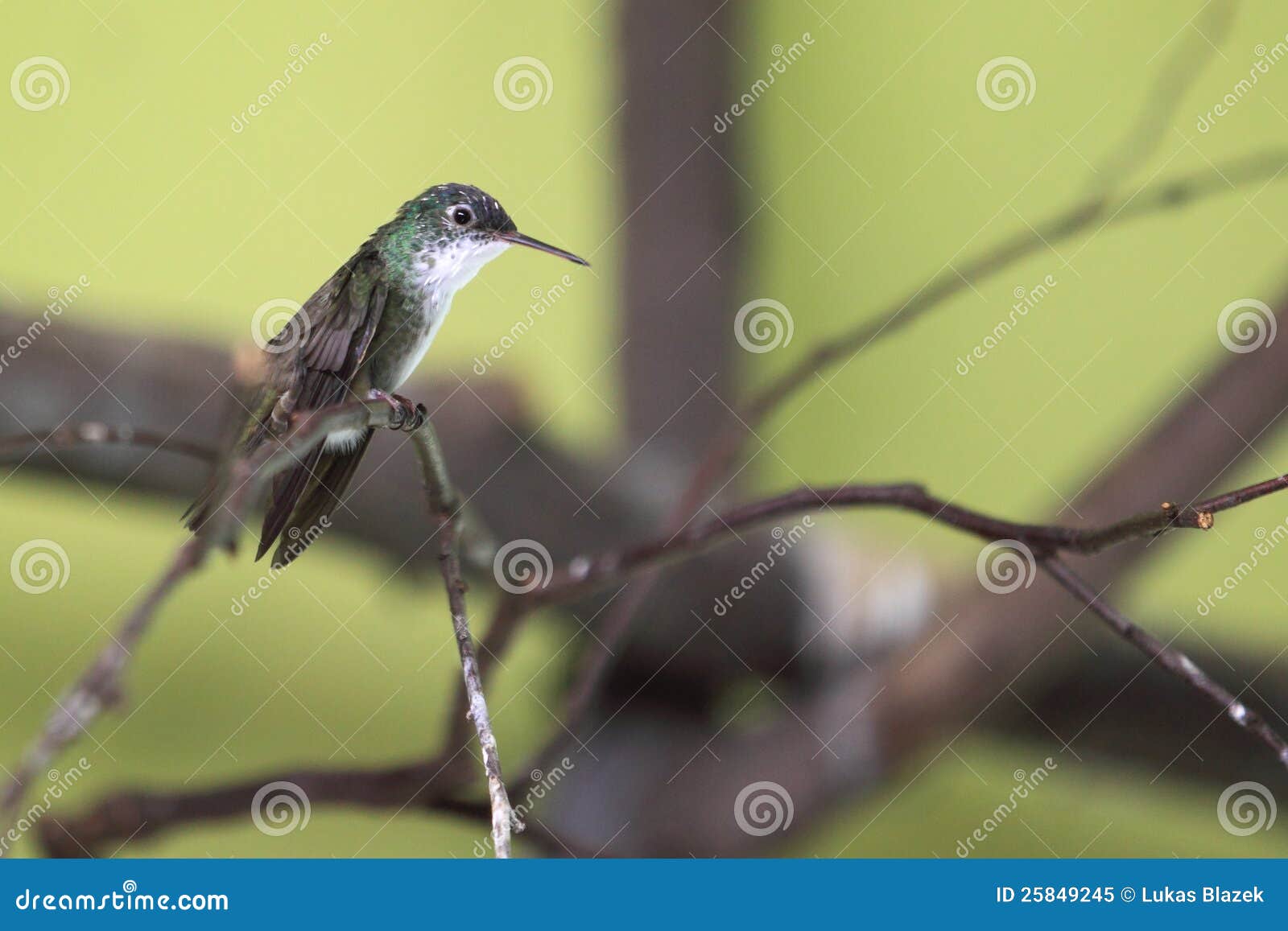 azure-crowned hummingbird