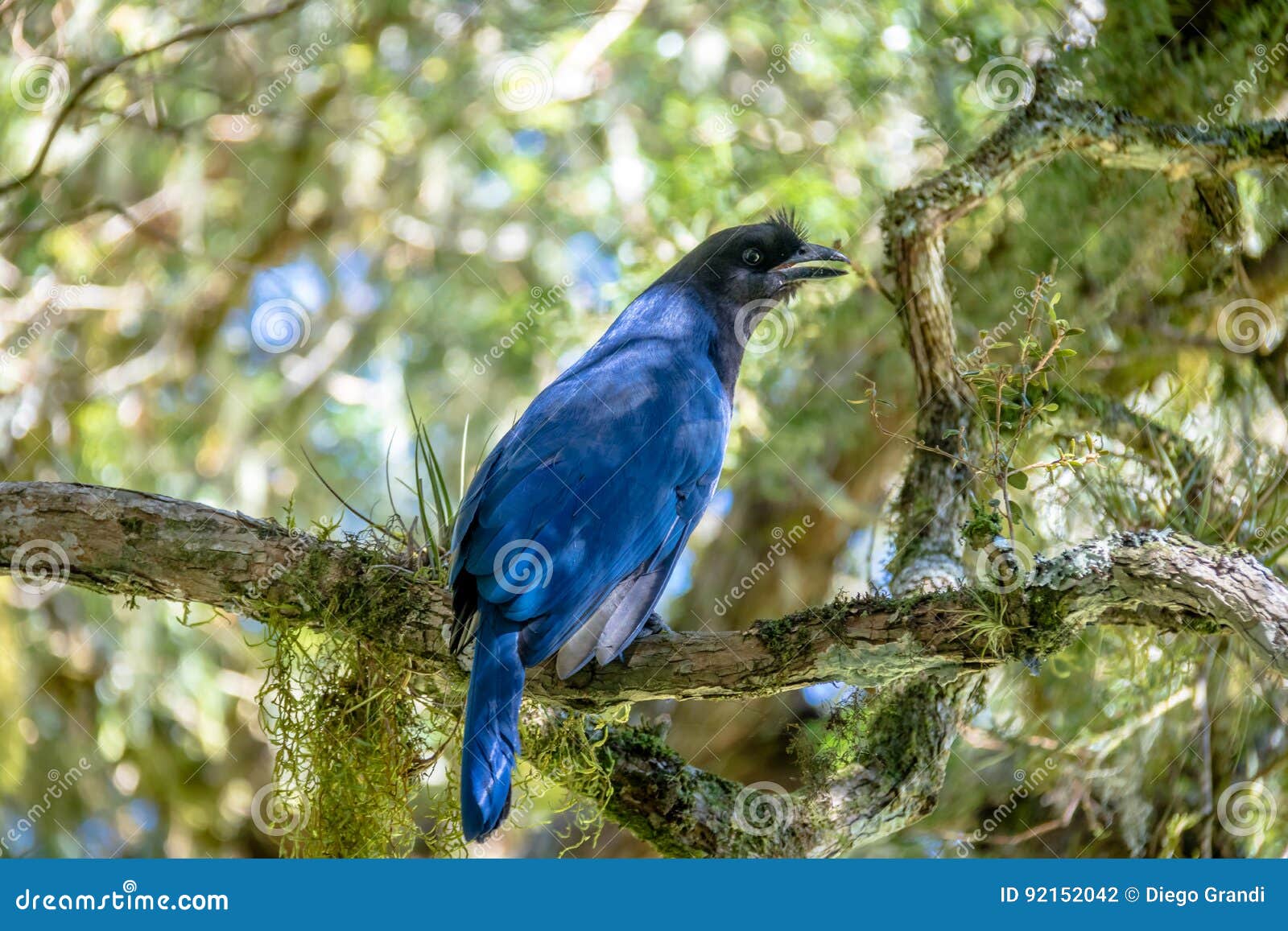 azure jay or gralha azul bird in itaimbezinho canyon at aparados da serra national park - cambara do sul, rio grande do sul, brazi