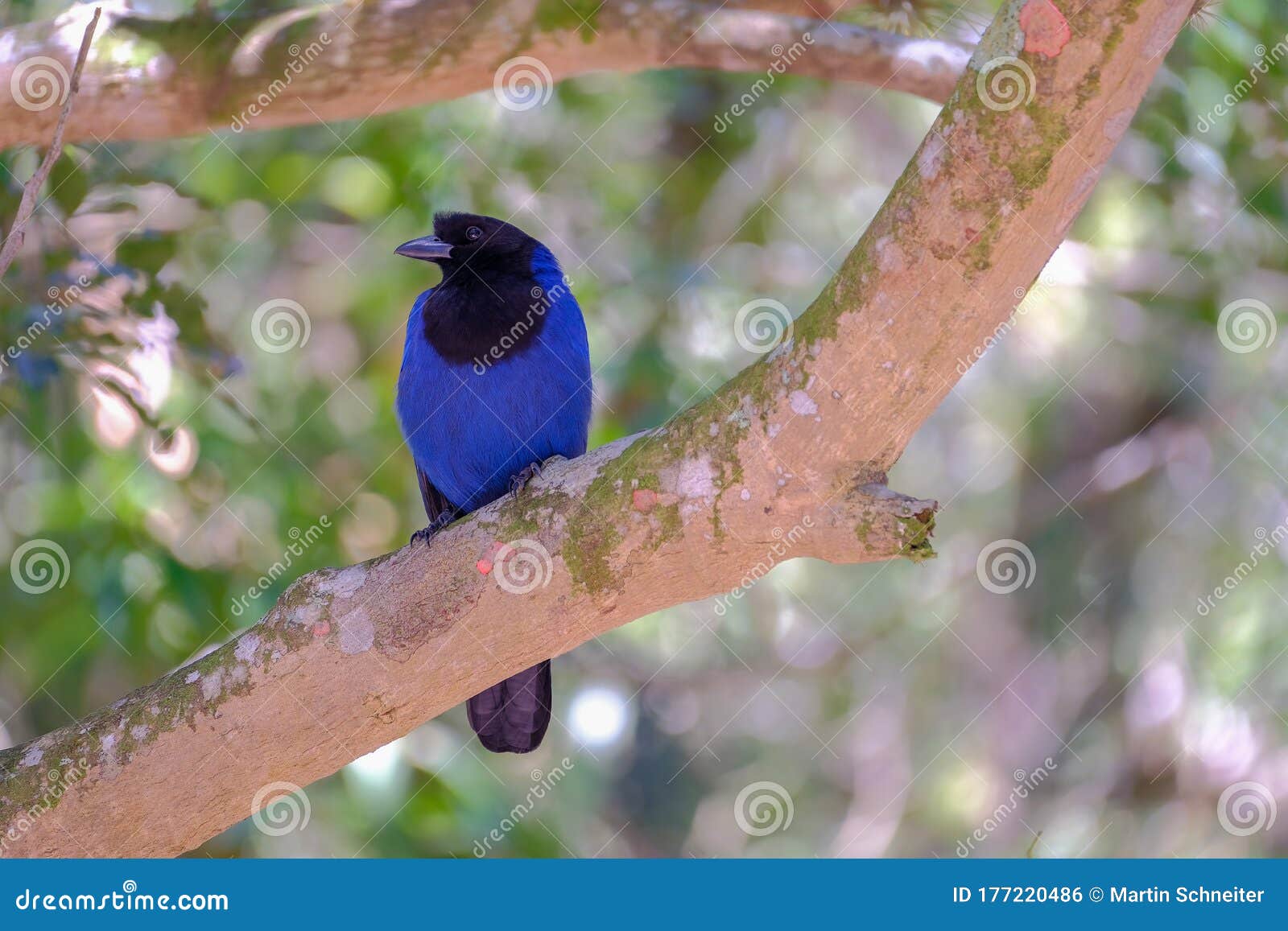 azure jay, gralha azul or blue jackdaw bird, cyanocorax caeruleus, parque estadual rio vermelho, florianopolis, brazil