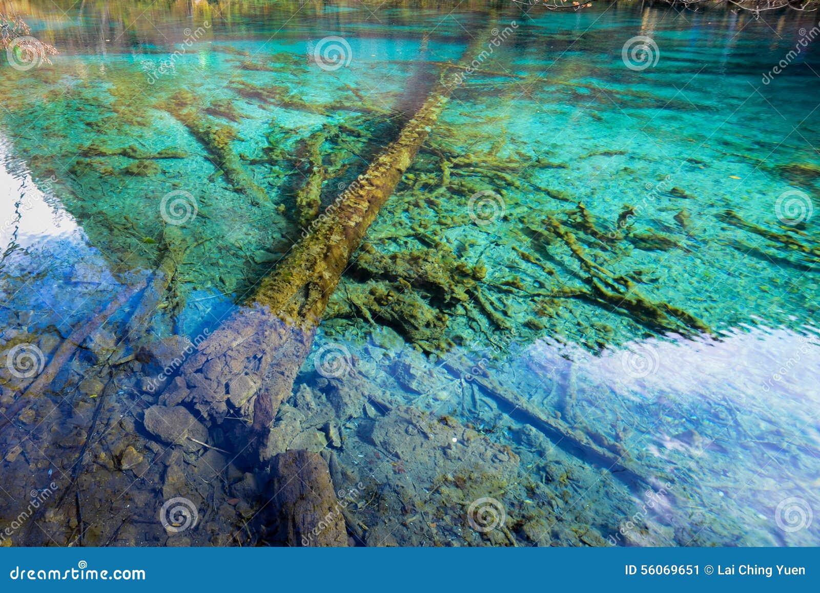 Azure Lake With Submerged Tree Trunks Stock Image Image Of Background