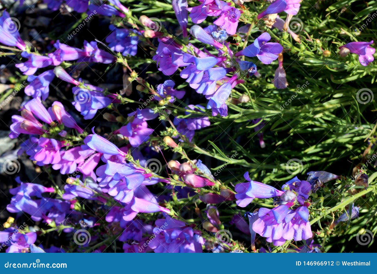 Azure Penstemon, Penstemon Azureus Stock Photo - Image of penstemon ...