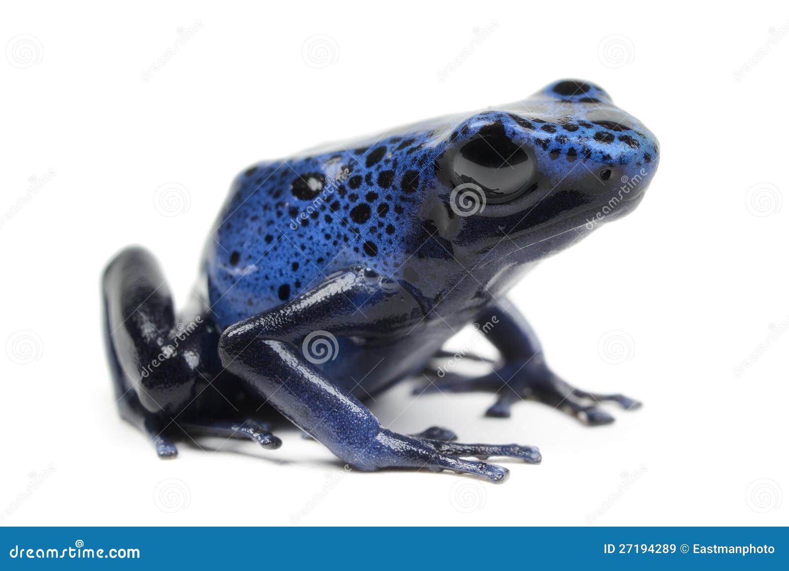 Azure Poison Dart Frog on white background.