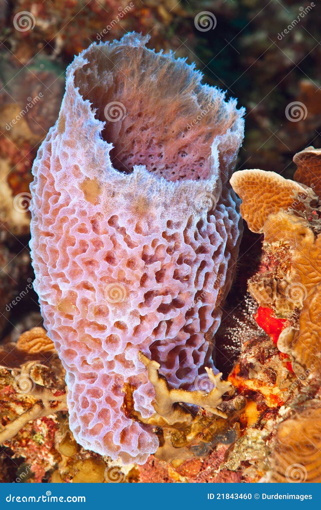 Azure vase sponge. stock photo. Image of wildlife, multicellular 21843460
