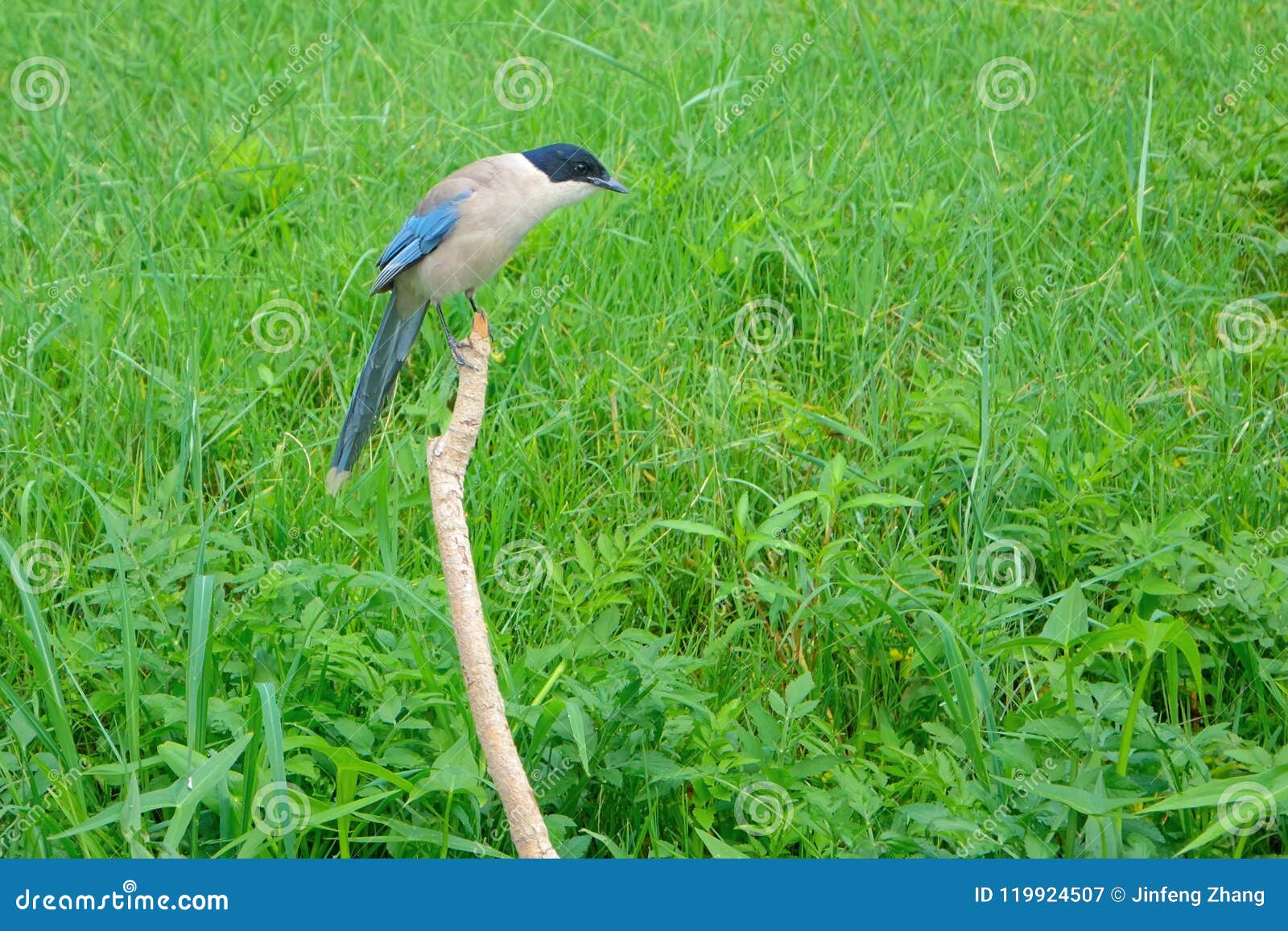 azure-winged magpie