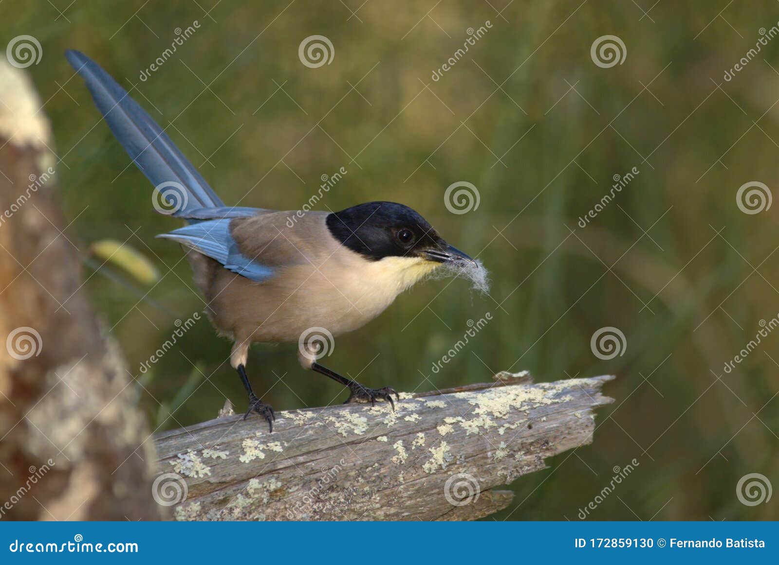 azure winged magpie - pega azul -  cyanopica cooki