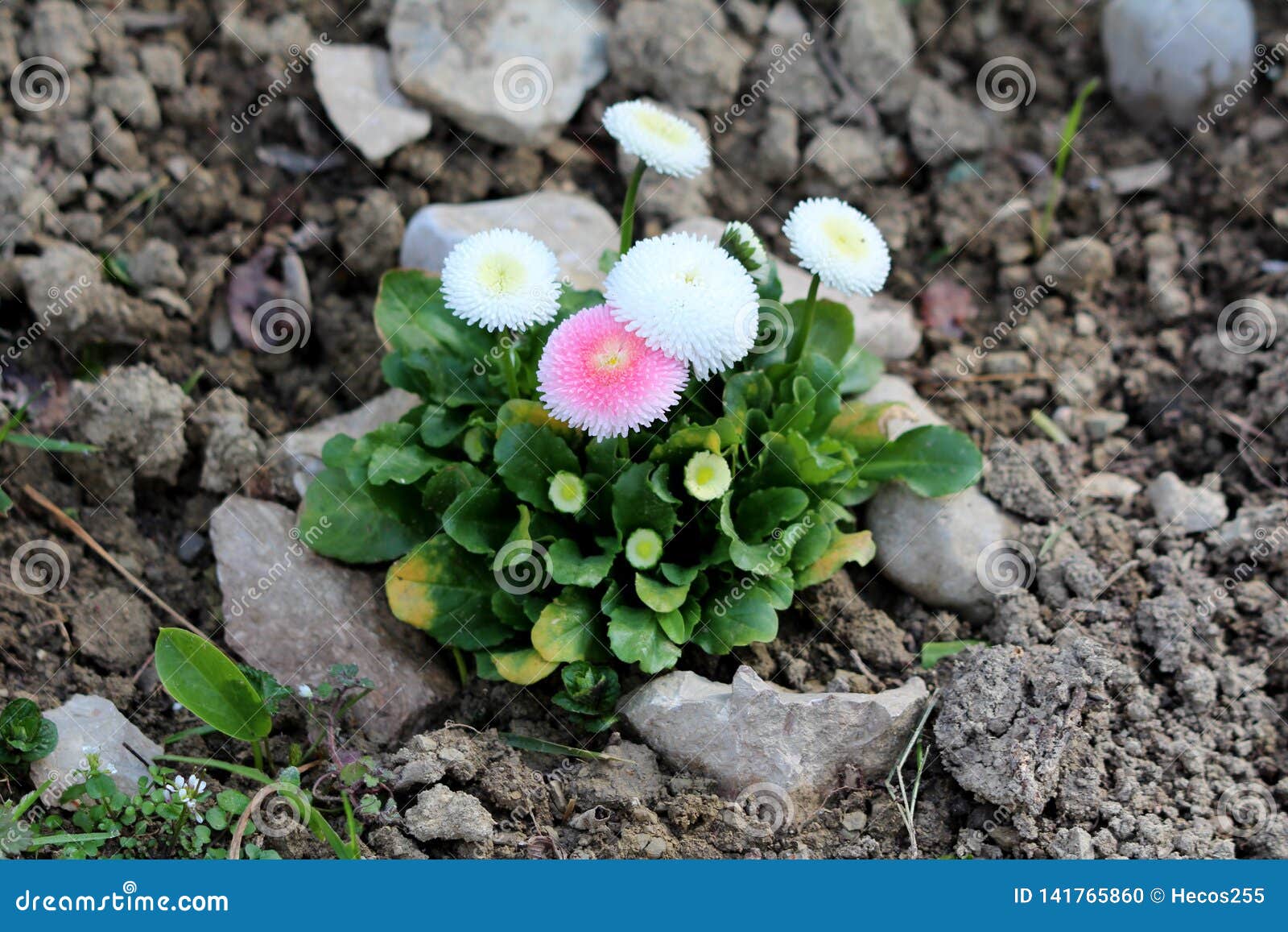 Bundel Mehrjahrige Pflanzen Des Gemeinen Ganseblumchens Oder Bellis Perennis Mit Reinweiss Zum Hellrosa Quast Wie Blumen Mit Gelbe Stockfoto Bild Von Bundel Blumen
