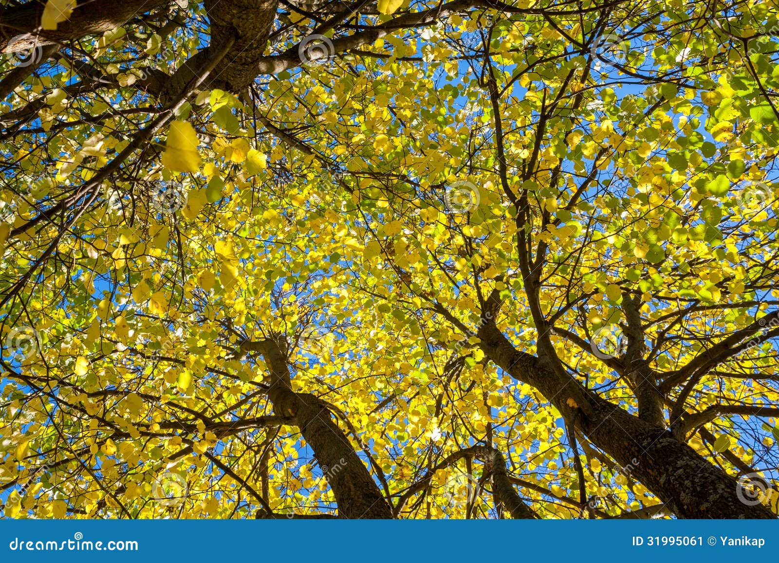 Bäume mit gelben Blättern stockbild. Bild von gefärbt - 31995061 Bäume mit gelben Blättern stockbild. Bild von gefärbt - 31995061