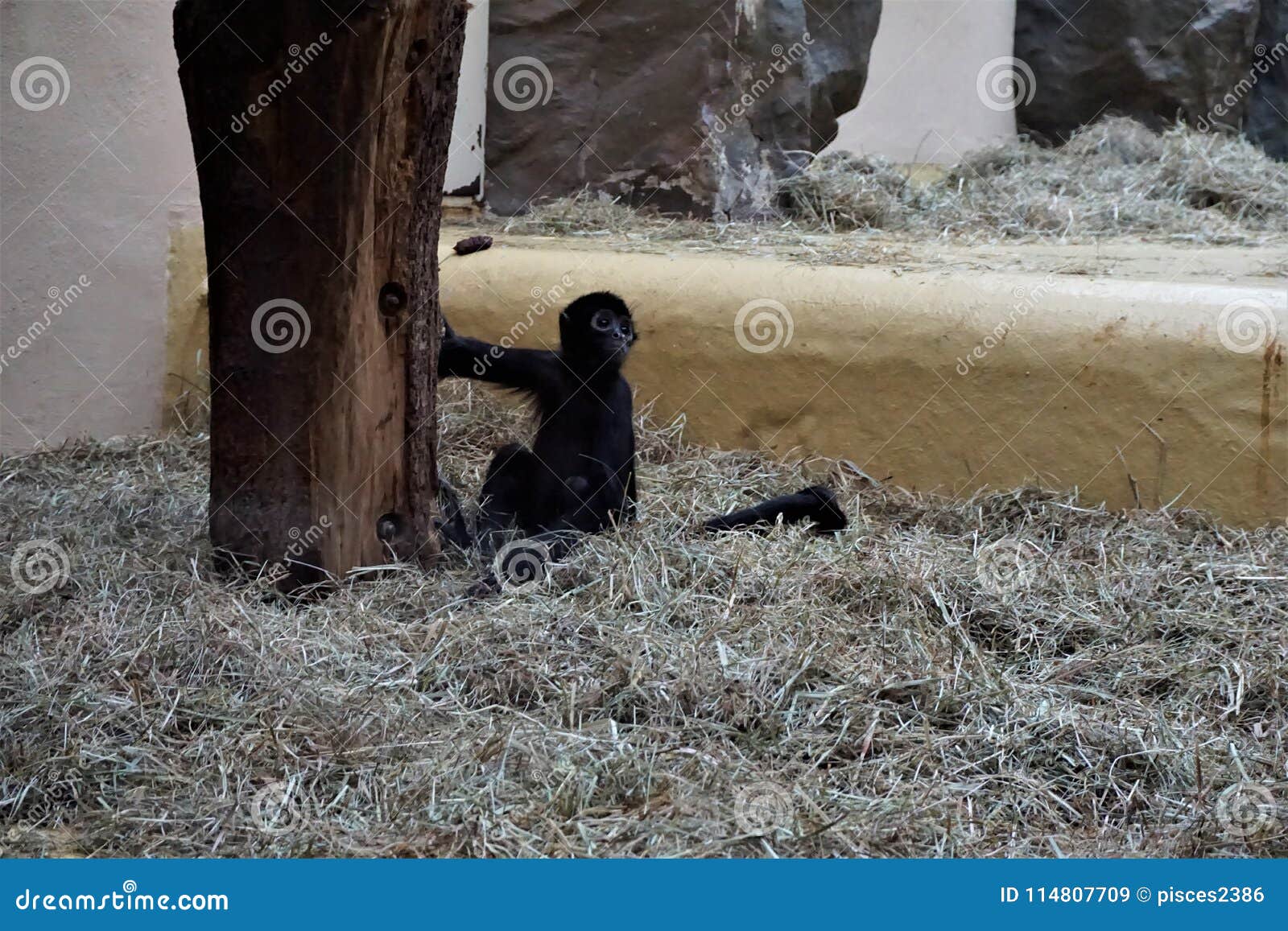 Bebe A Tete Noire De Singe D Araignee S Asseyant Dans La Paille Image Stock Image Du Noir Colombien