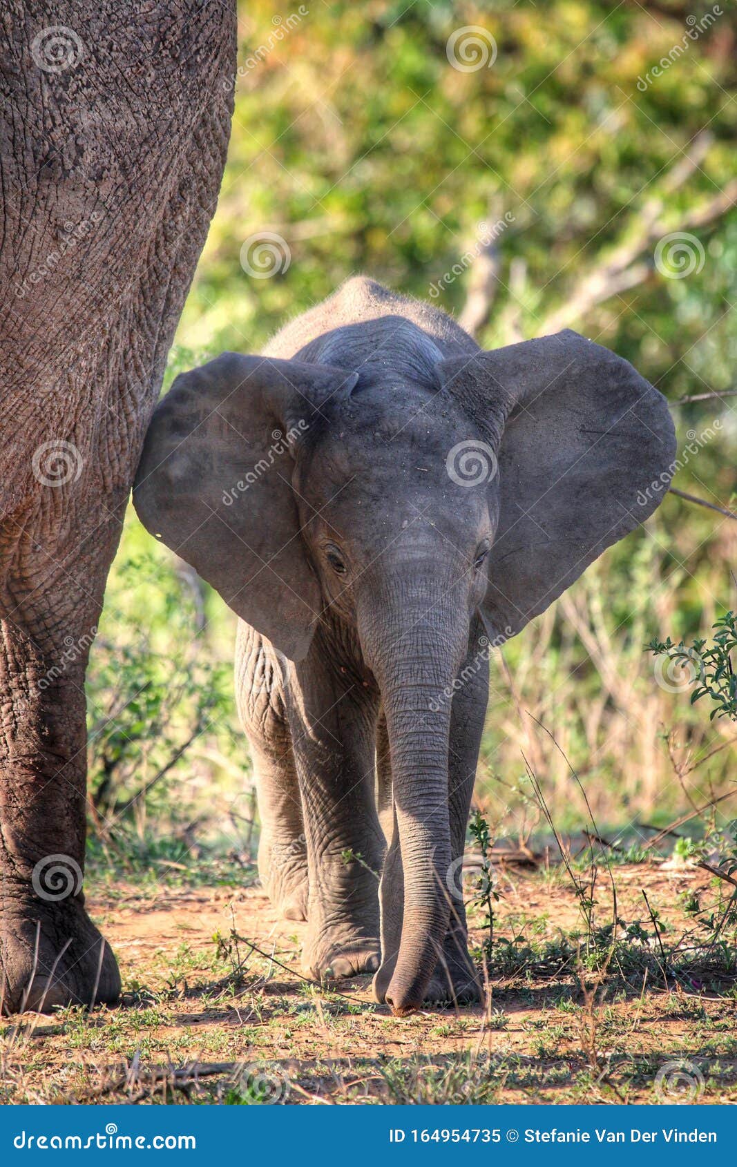 Bebe Elephant A Cote De Sa Mere Image Stock Image Du Faune Cinq Bebe Elephant A Cote De Sa Mere Image Stock Image Du Faune Cinq