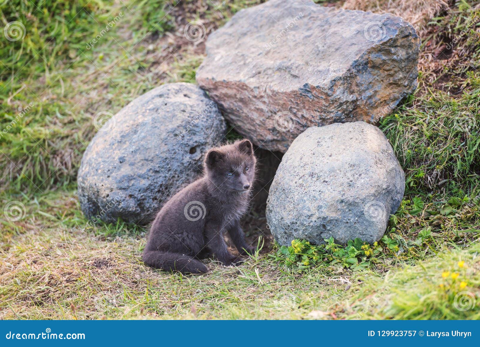 Bebe Animal Sauvage Mignon Petit Animal De Renard Arctique Ou Lagopus De Vulpes Dans L Habitat Naturel Image Stock Image Du Fond Habitat