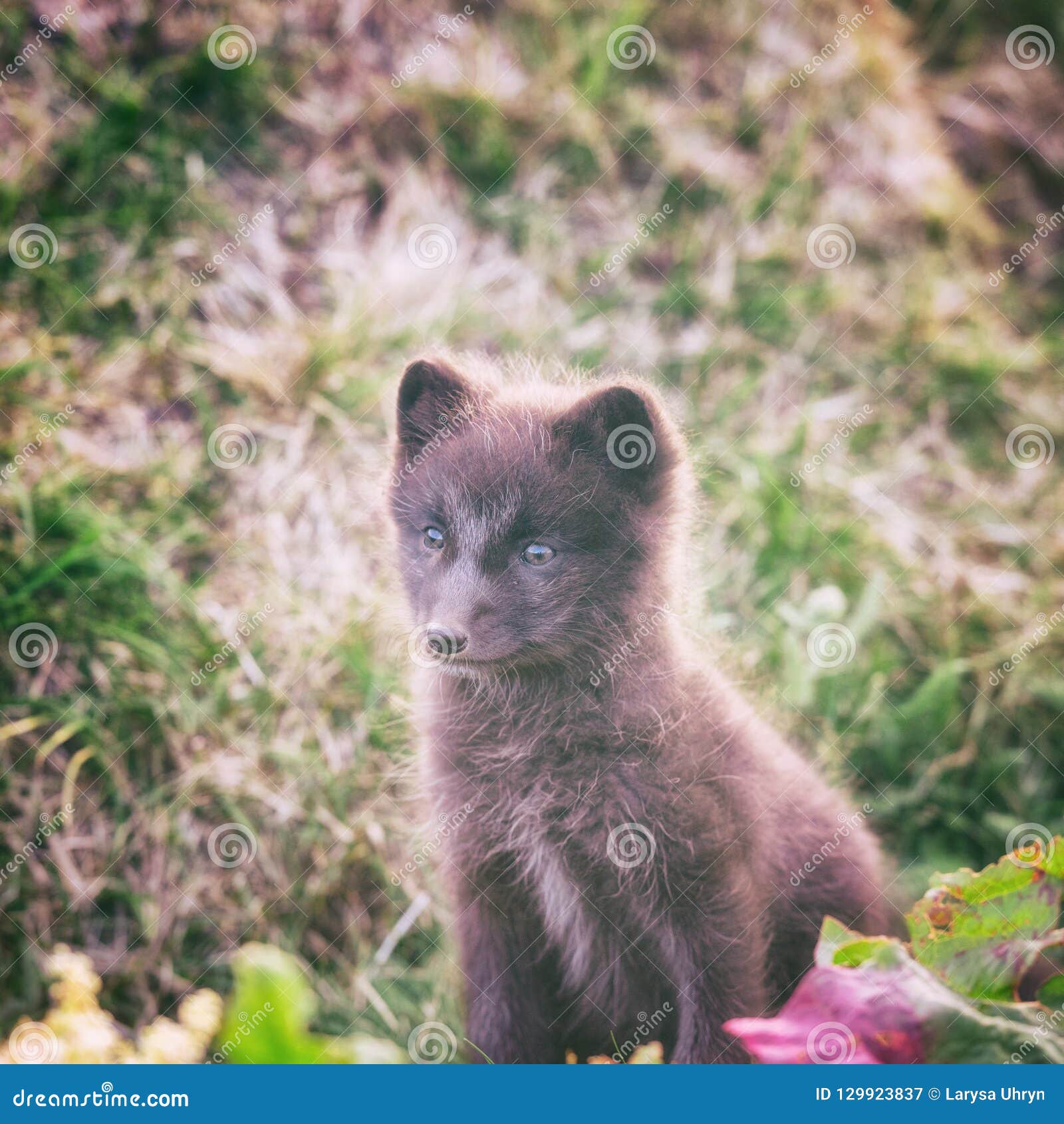 Bebe Animal Sauvage Mignon Petit Animal De Renard Arctique Ou Lagopus De Vulpes Dans L Habitat Naturel Image Stock Image Du Polaire North