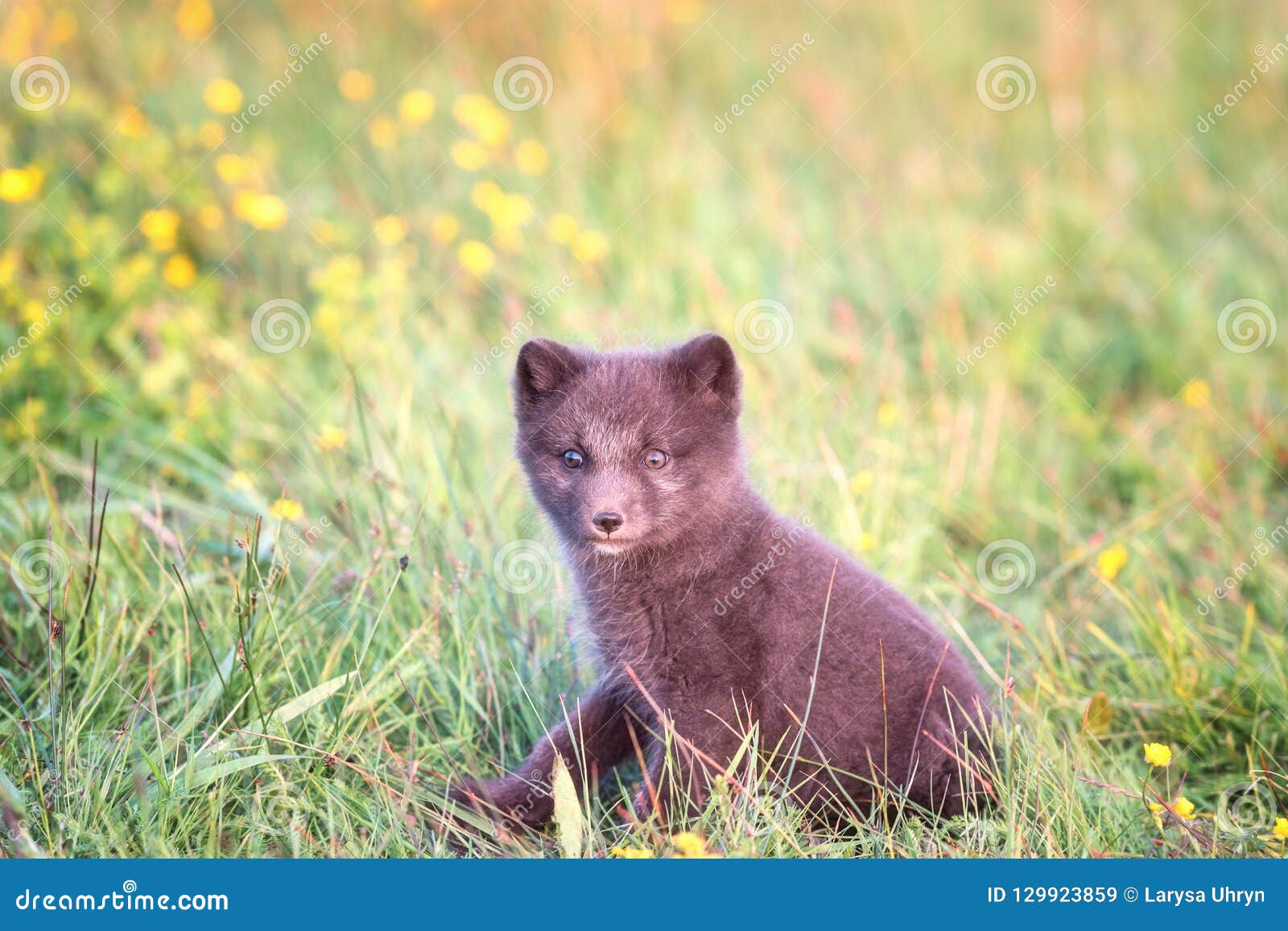 Bebe Animal Sauvage Mignon Petit Animal De Renard Arctique Ou Lagopus De Vulpes Dans L Habitat Naturel Image Stock Image Du Pre Nord