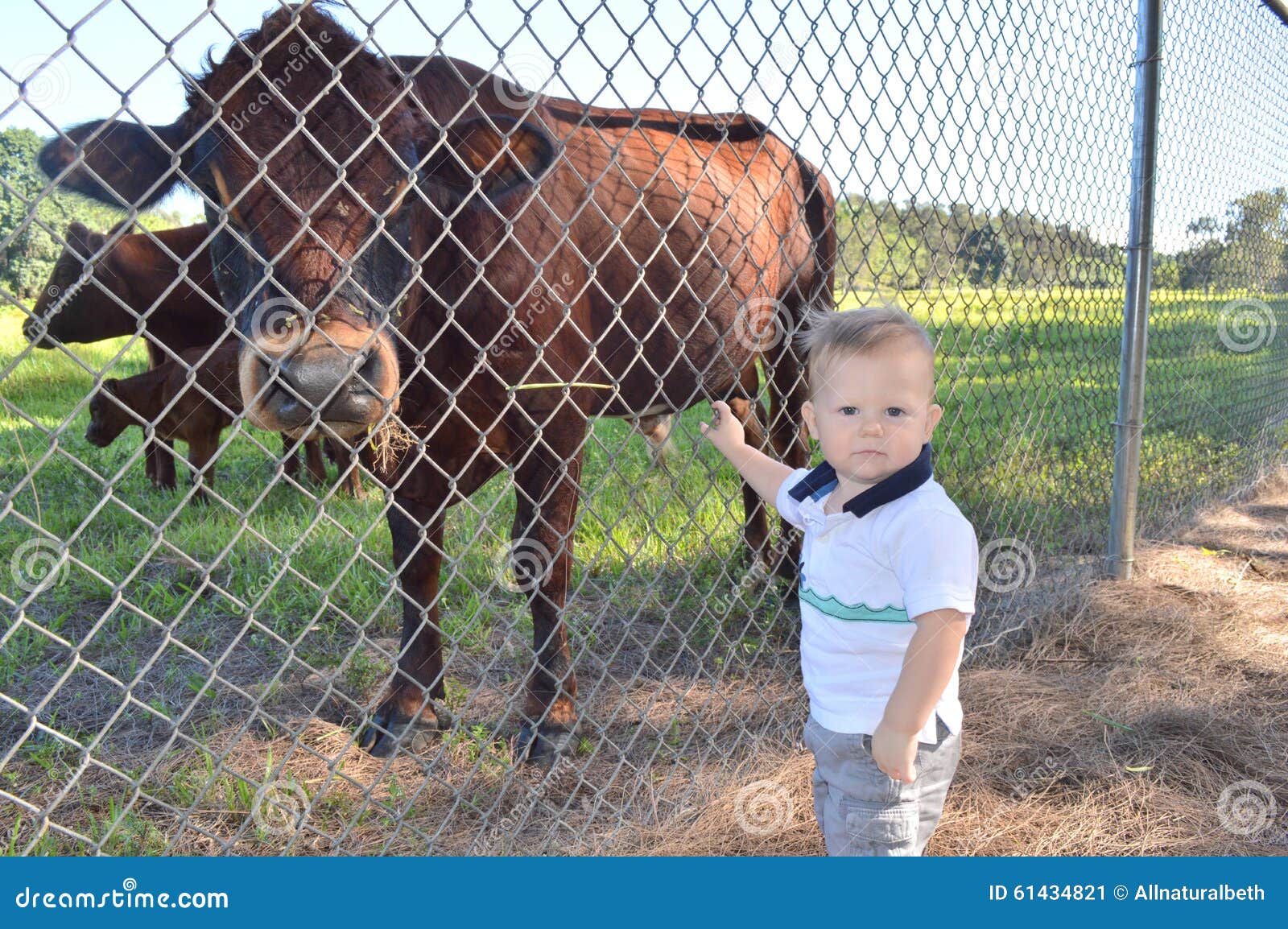 Bebe Avec La Vache A Une Ferme Image Stock Image Du Foin Chaud Bebe Avec La Vache A Une Ferme Image Stock Image Du Foin Chaud
