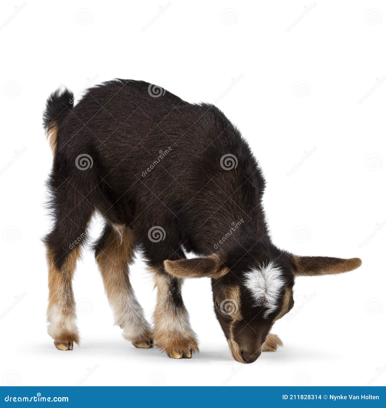 Bebe Chevre Sur Fond Blanc Photo Stock Image Du Naissance