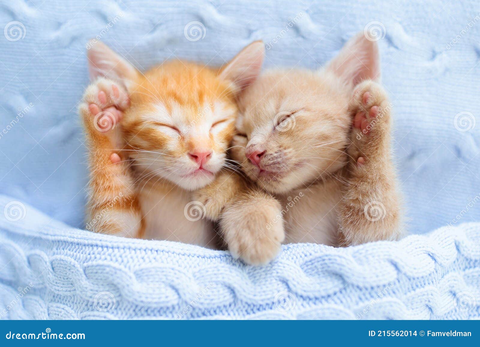 Bebe Chat Chaton Gingembre Dormant Sous La Couverture Photo Stock Image Du Maison Pelucheux