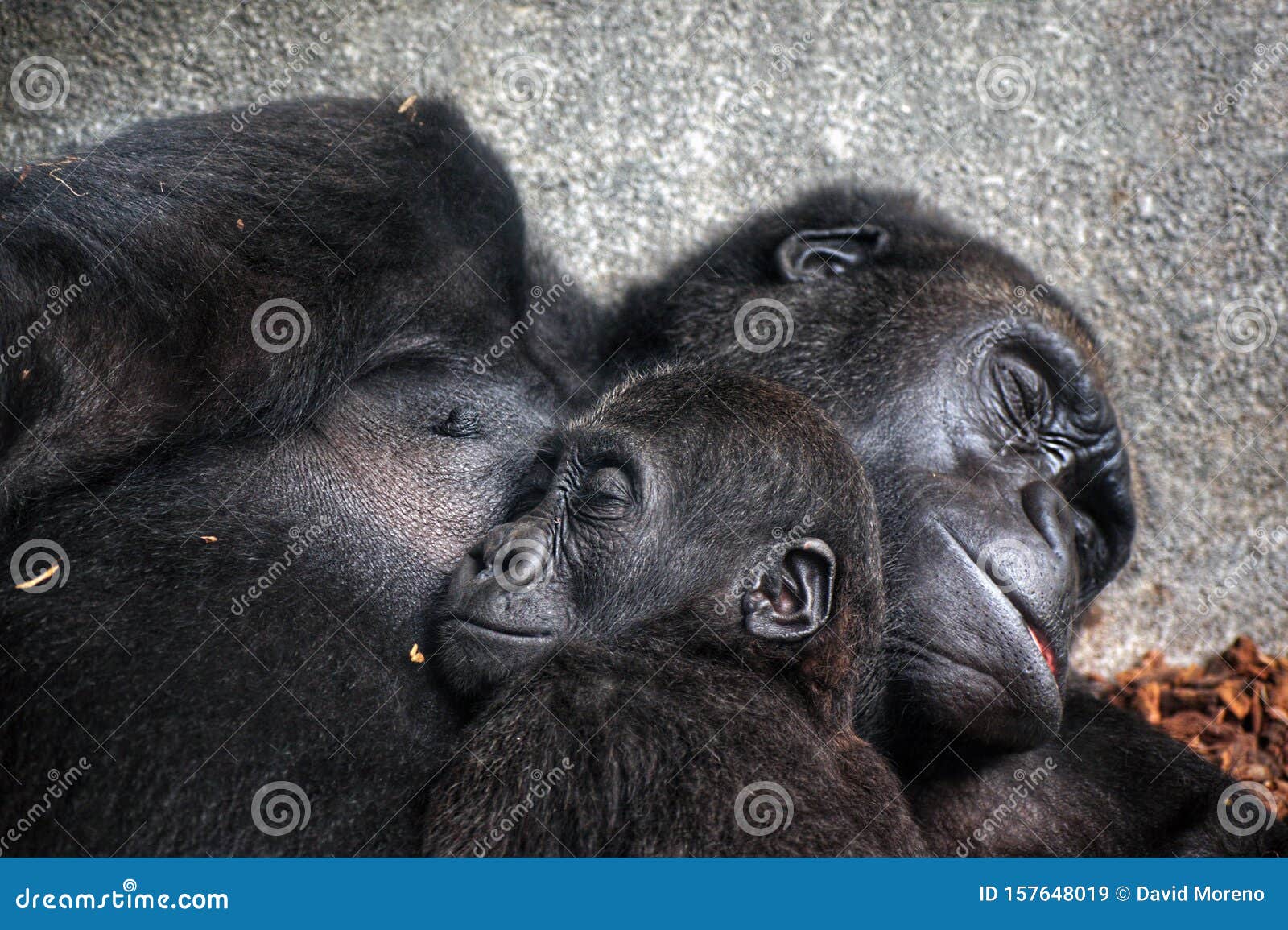 Bebe Chimpanze Dormant A La Poitrine De Sa Mere Image Stock Image Du Mammifere Heureux