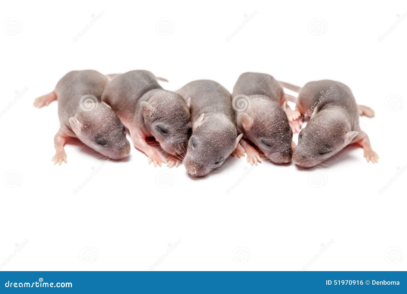 Bebe Cinq D Une Souris Photo Stock Image Du Animal Rongeurs