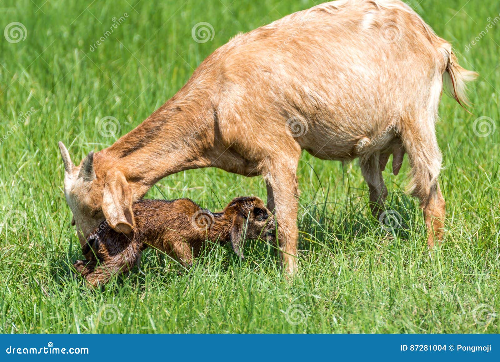 Bebe De Chevre Une Chevre Nouveau Nee Et De Mere Photo Stock Image Du Zone Campagne Bebe De Chevre Une Chevre Nouveau Nee Et De Mere Photo Stock Image Du Zone Campagne