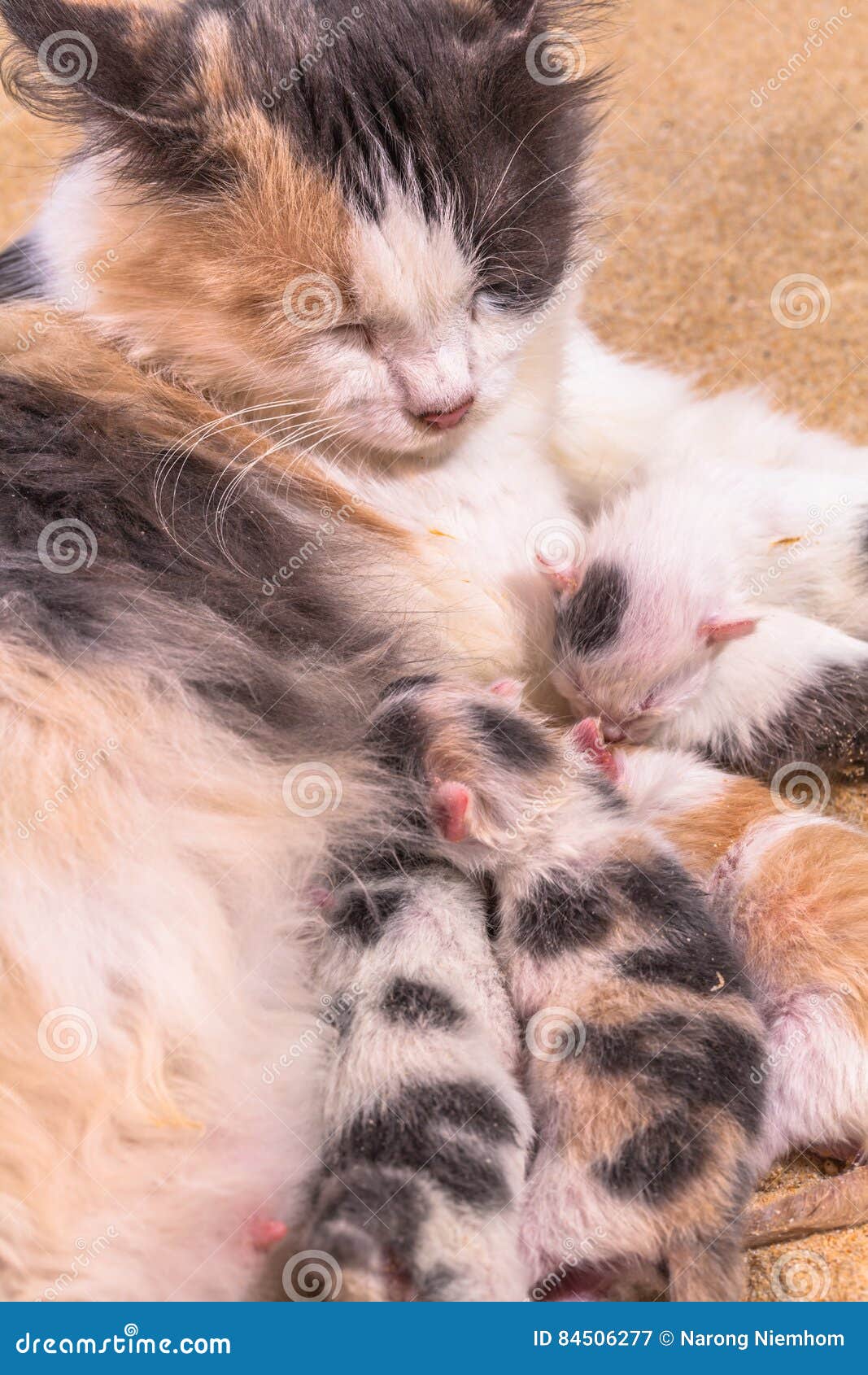 Bébé De Chat Dans Le Sable Image Stock Image Du Chiot
