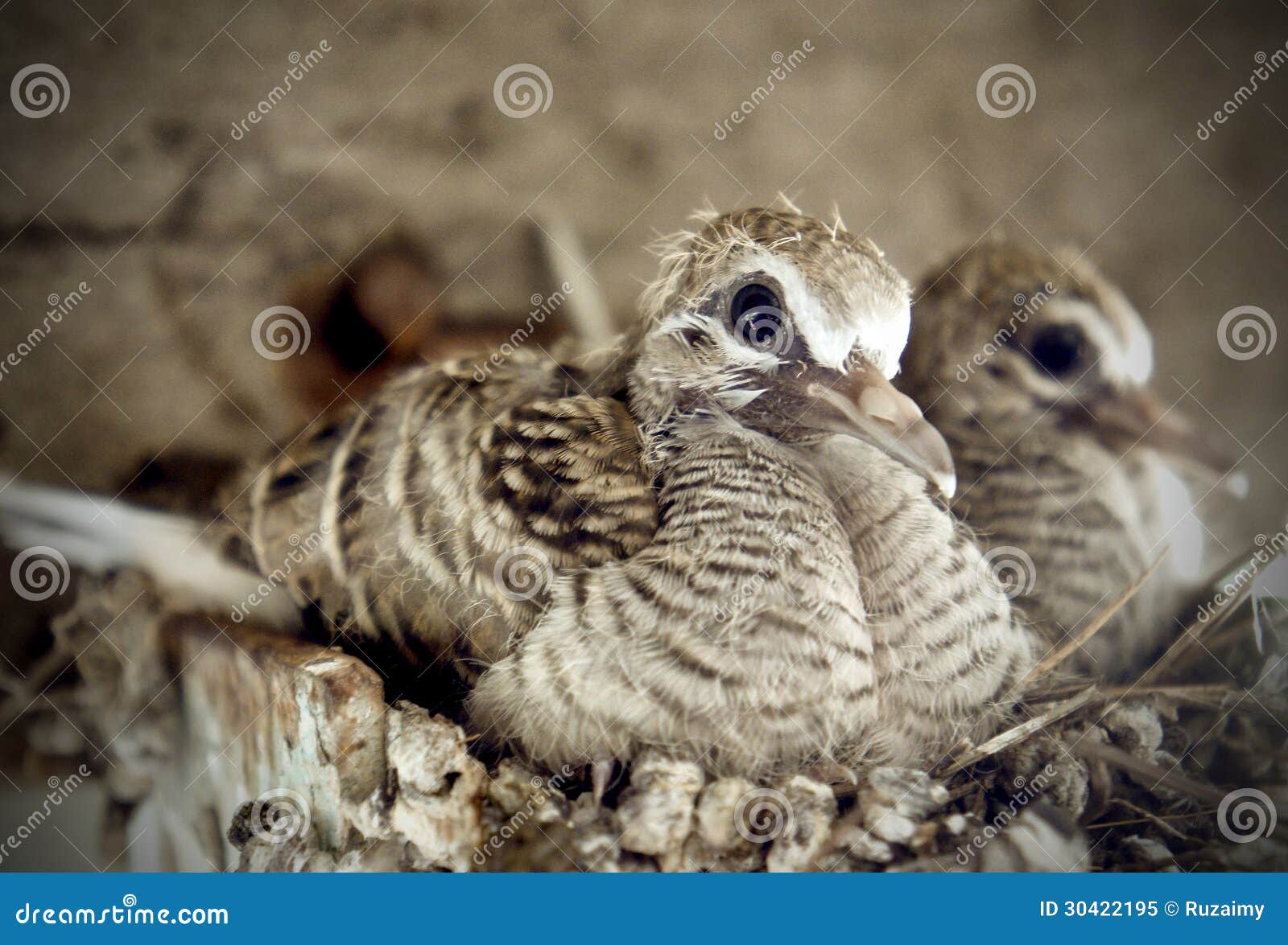 Bebe De Colombe De Zebre Sur Le Nid Image Stock Image Du Vertebre Faune