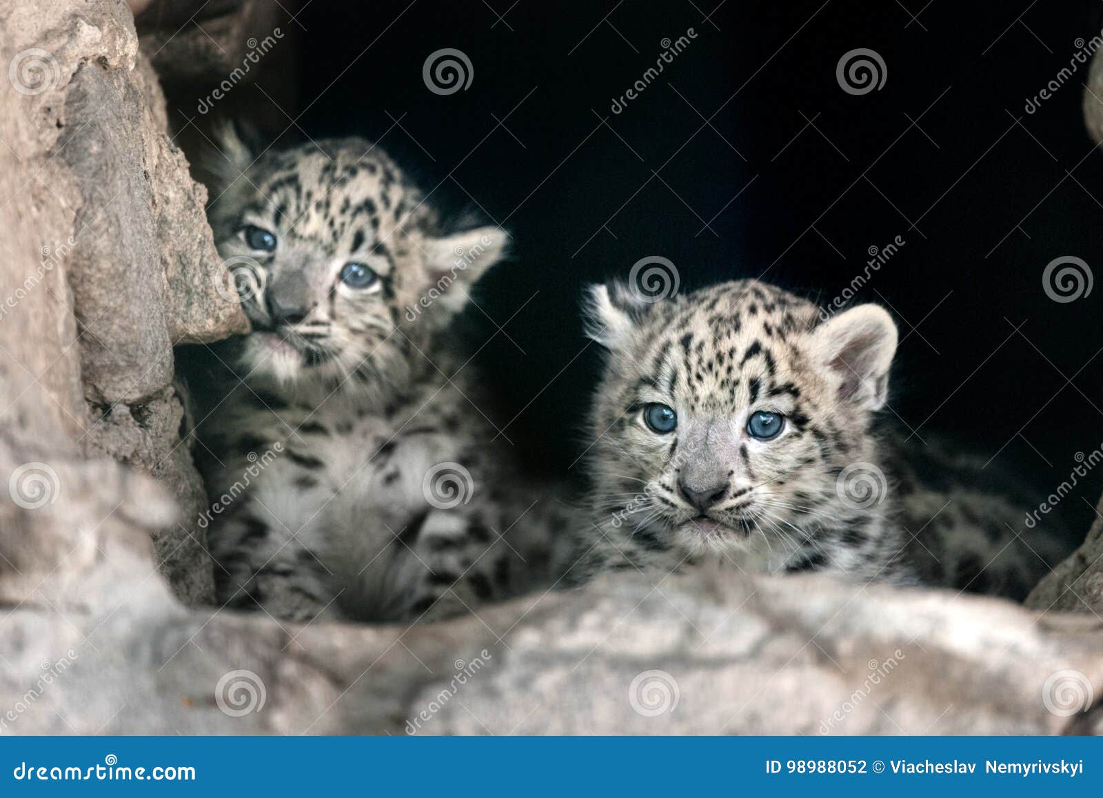 Bebe De Leopard De Neige Photo Stock Image Du Chat Endangered 9052 Bebe De Leopard De Neige Photo Stock Image Du Chat Endangered 9052