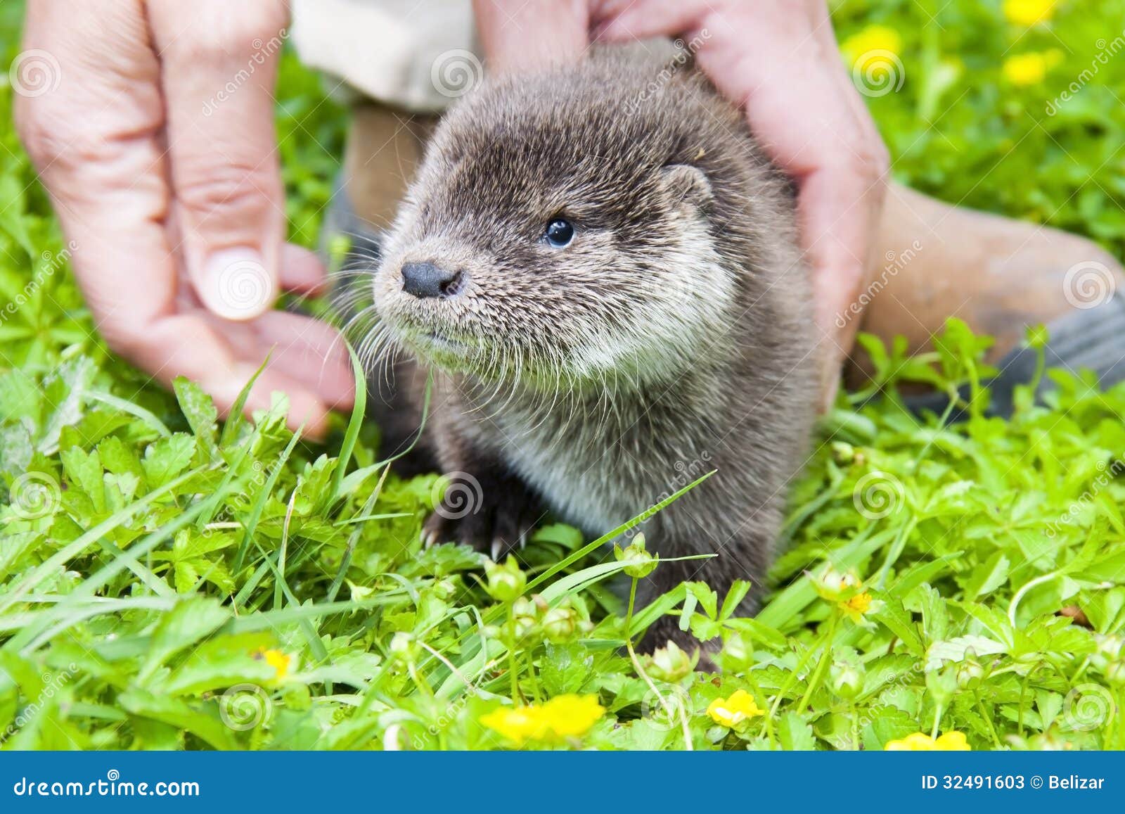 Bébé de loutre image stock. Image du animal, économiser - 32491603