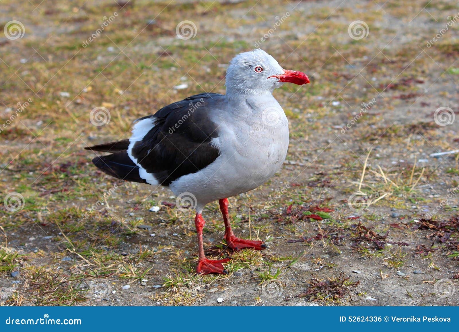 Bebe De Mouette Photo Stock Image Du Ambiant Couleur
