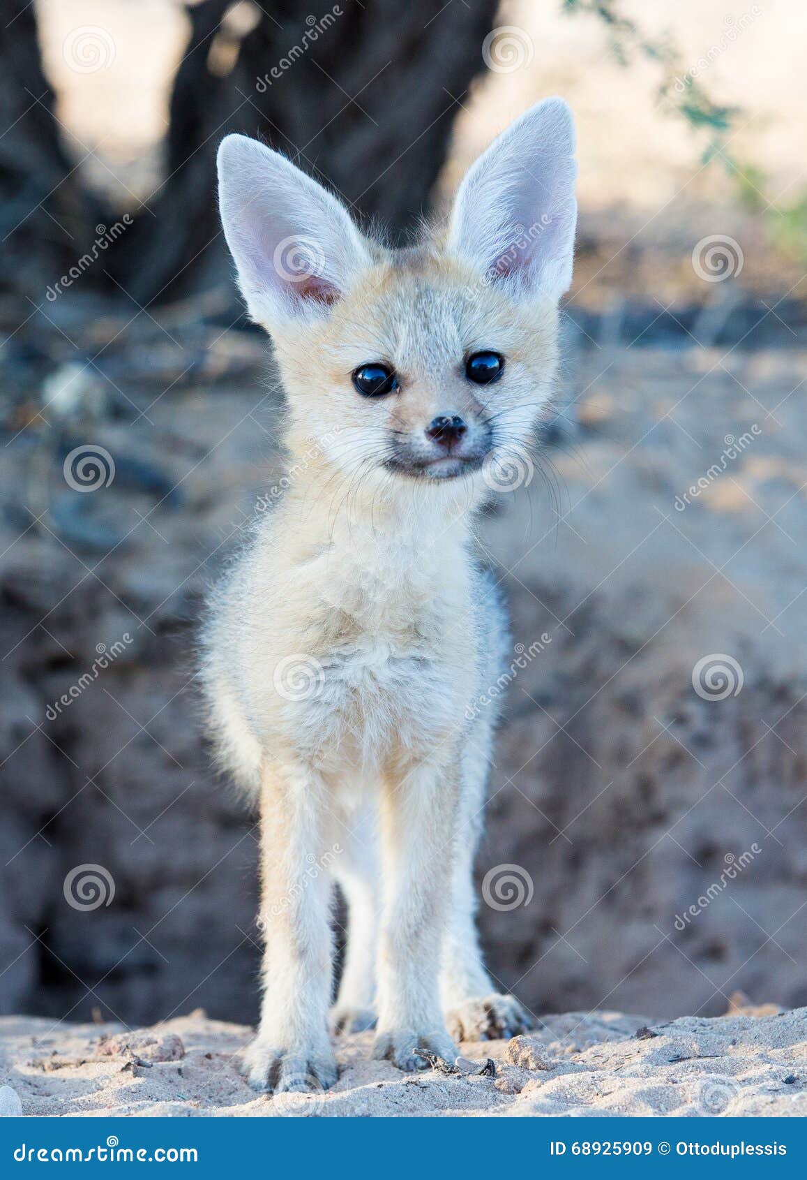 Bebe De Renard De Cap Image Stock Image Du Regarder
