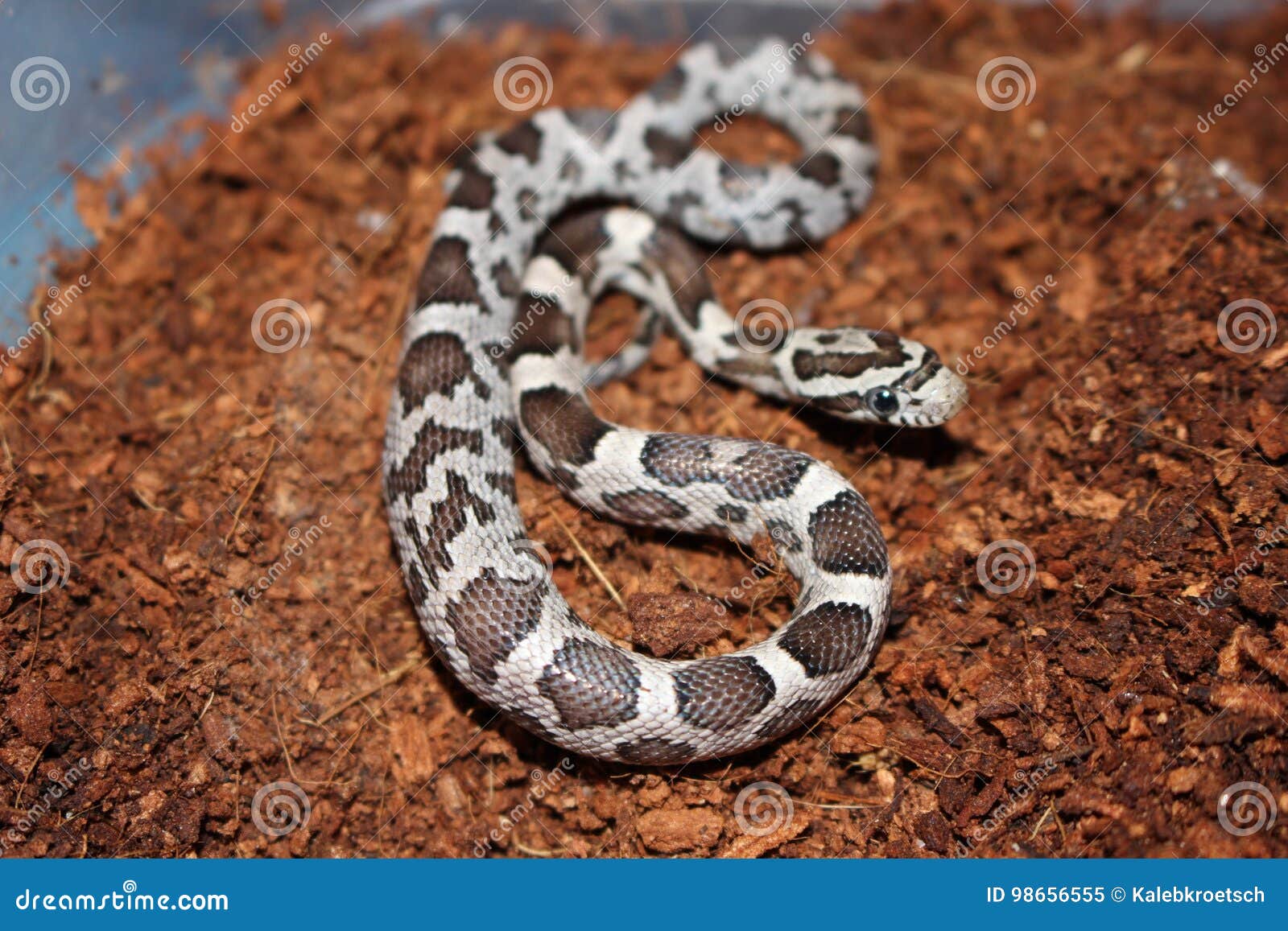 Bebe De Serpent De Mais Image Stock Image Du Rouge Colore Bebe De Serpent De Mais Image Stock Image Du Rouge Colore