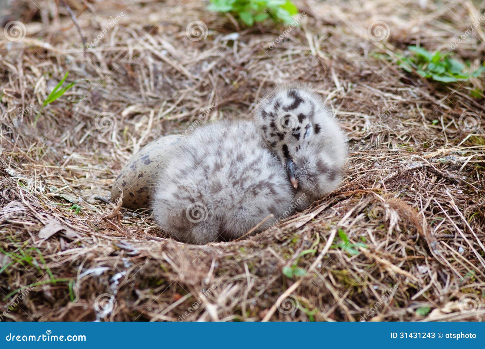 Bebe Et Oeuf De Mouette Dans Le Nid Image Stock Image Du Nourrisson Oiseau