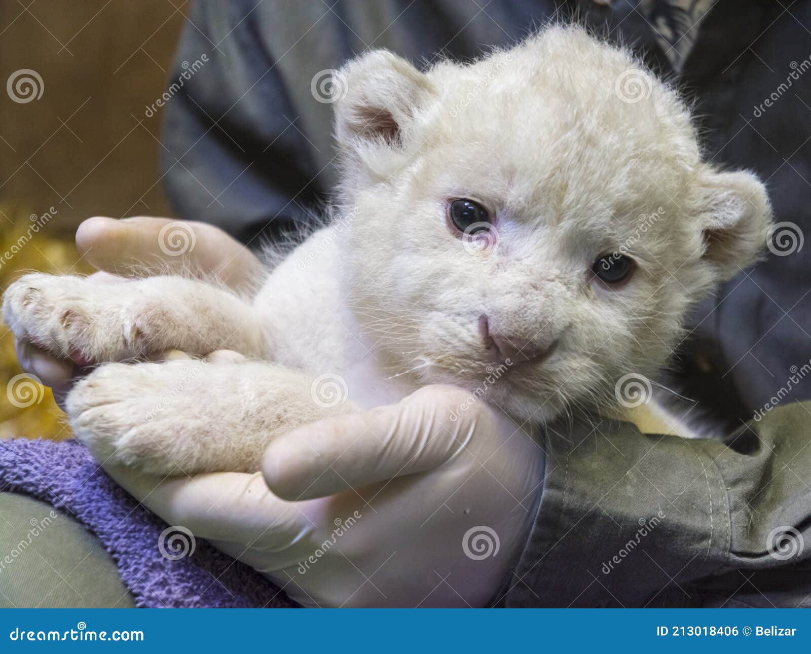 Bebe Lion Blanc Dans Les Mains De Son Gardien De Zoo Photo Stock Image Du Cheri Zookeeper Bebe Lion Blanc Dans Les Mains De Son Gardien De Zoo Photo Stock Image Du Cheri Zookeeper