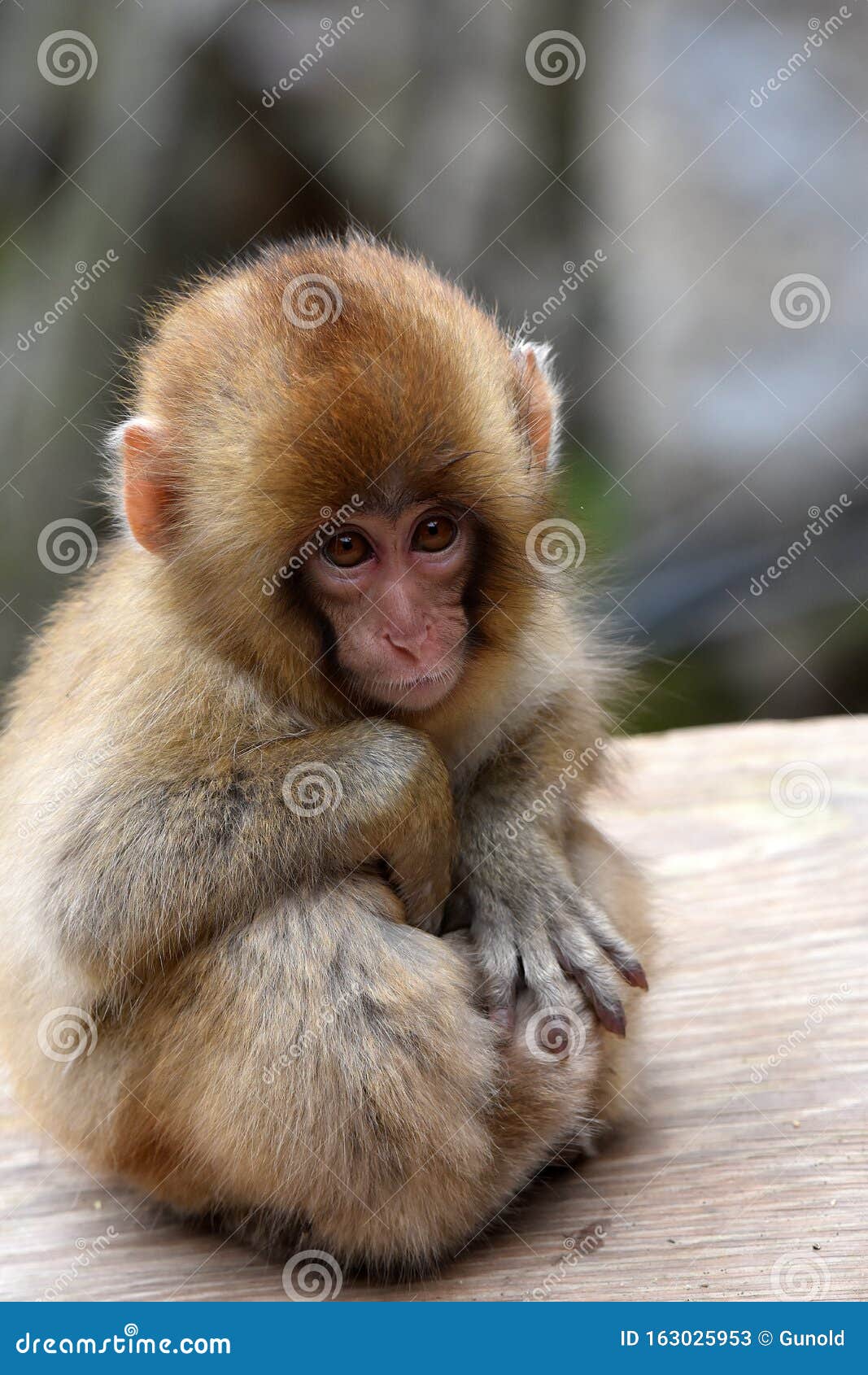 Bebe Macaque A Visage Rouge Ou Singe Des Neiges Image Stock Image Du Mignon Curieux